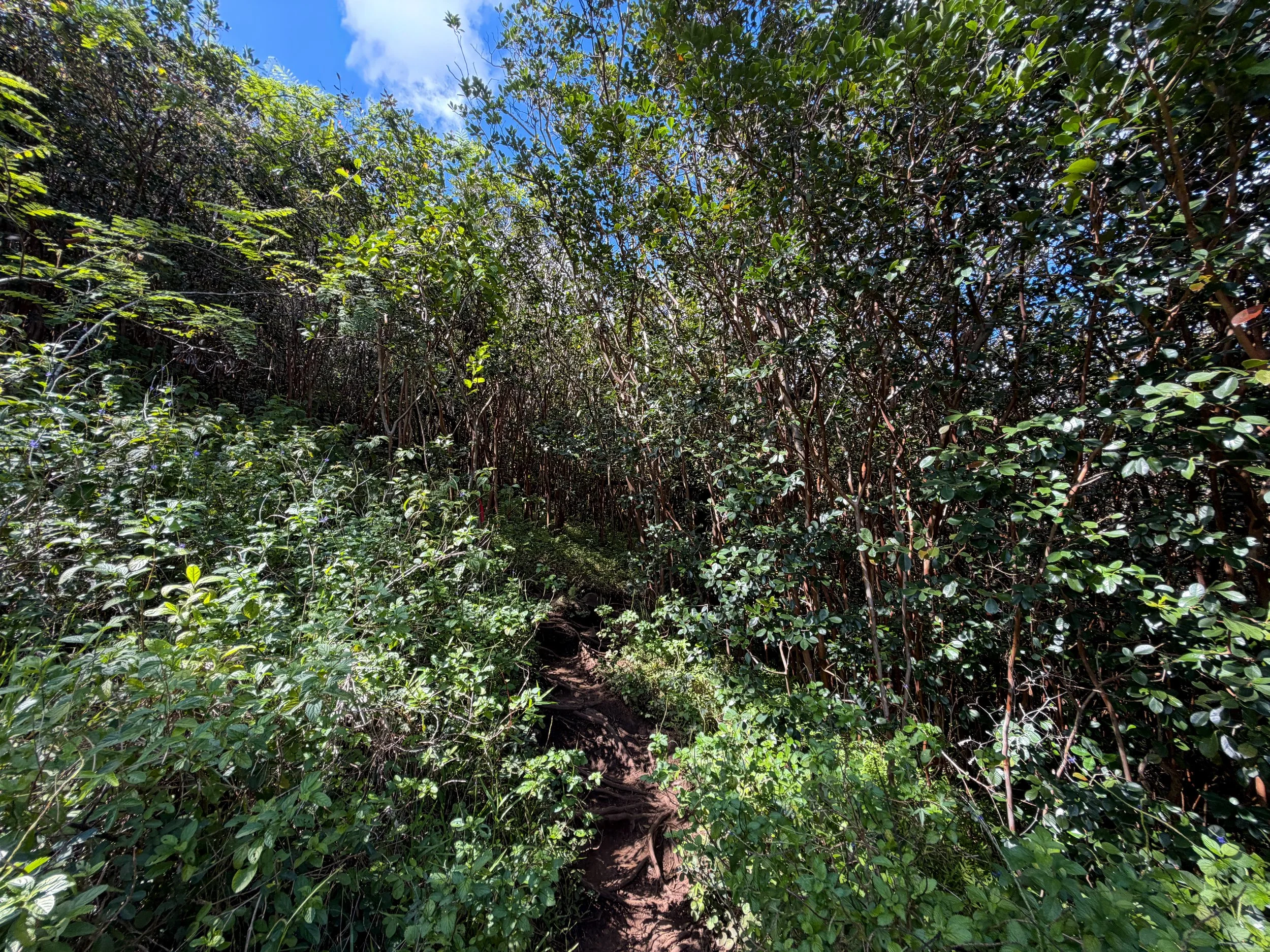 Waimano Falls Trail Oahu Hawaii