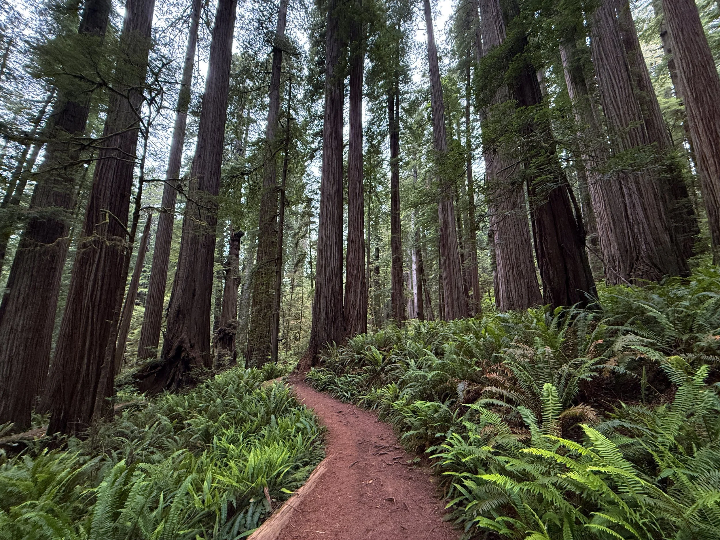 Boy Scout Tree Trail Jedediah Smith Redwoods State Park California