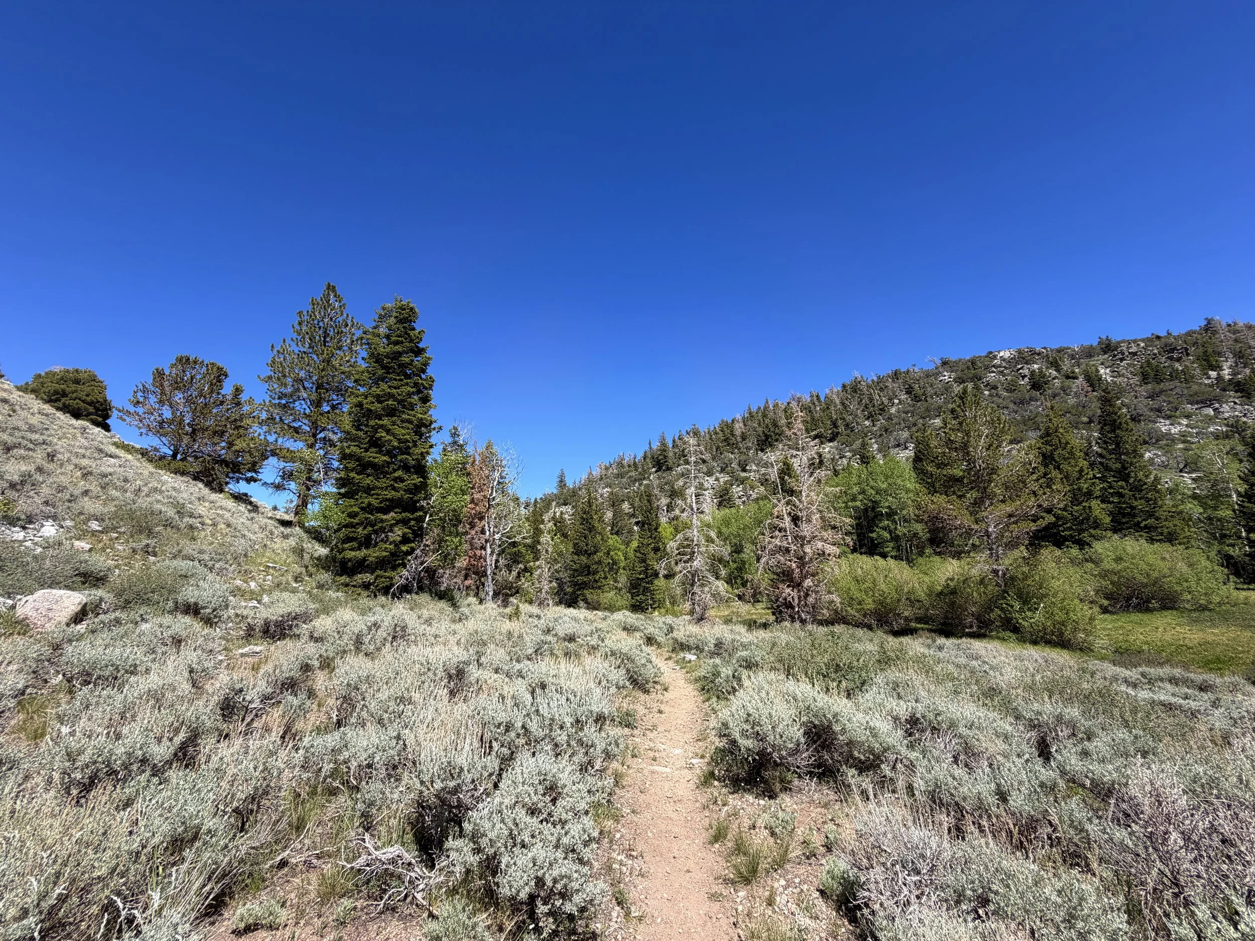 Baker Creek Loop Trail Great Basin National Park Nevada