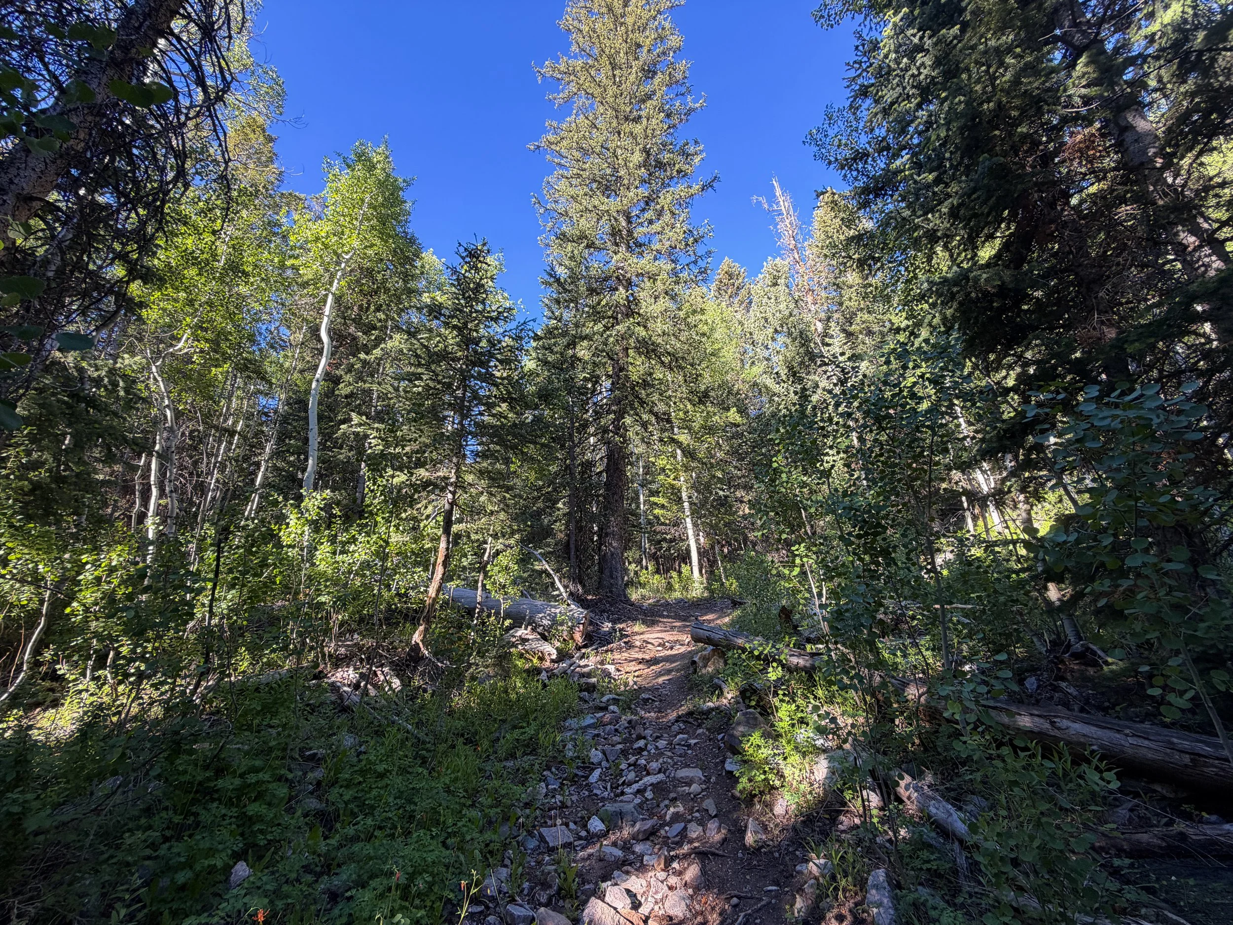 Upper Strawberry Creek Hike Great Basin National Park Nevada