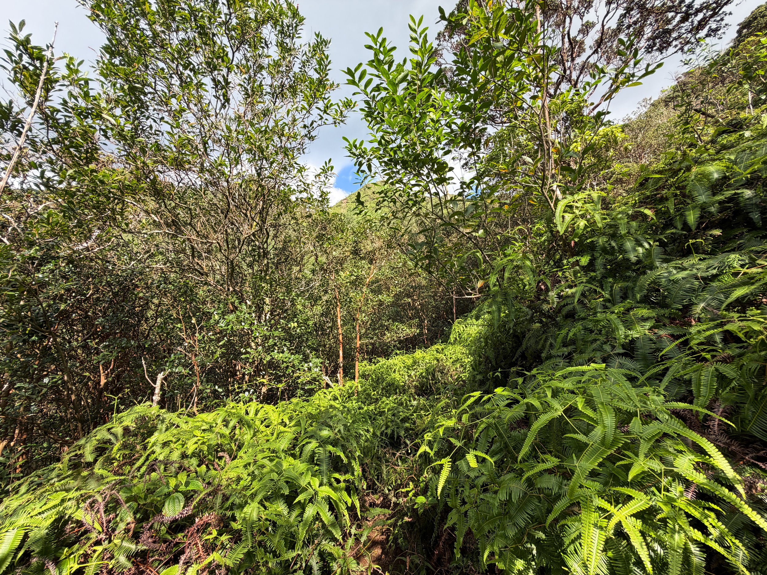 Kaau Crater Loop Trail Oahu Hawaii