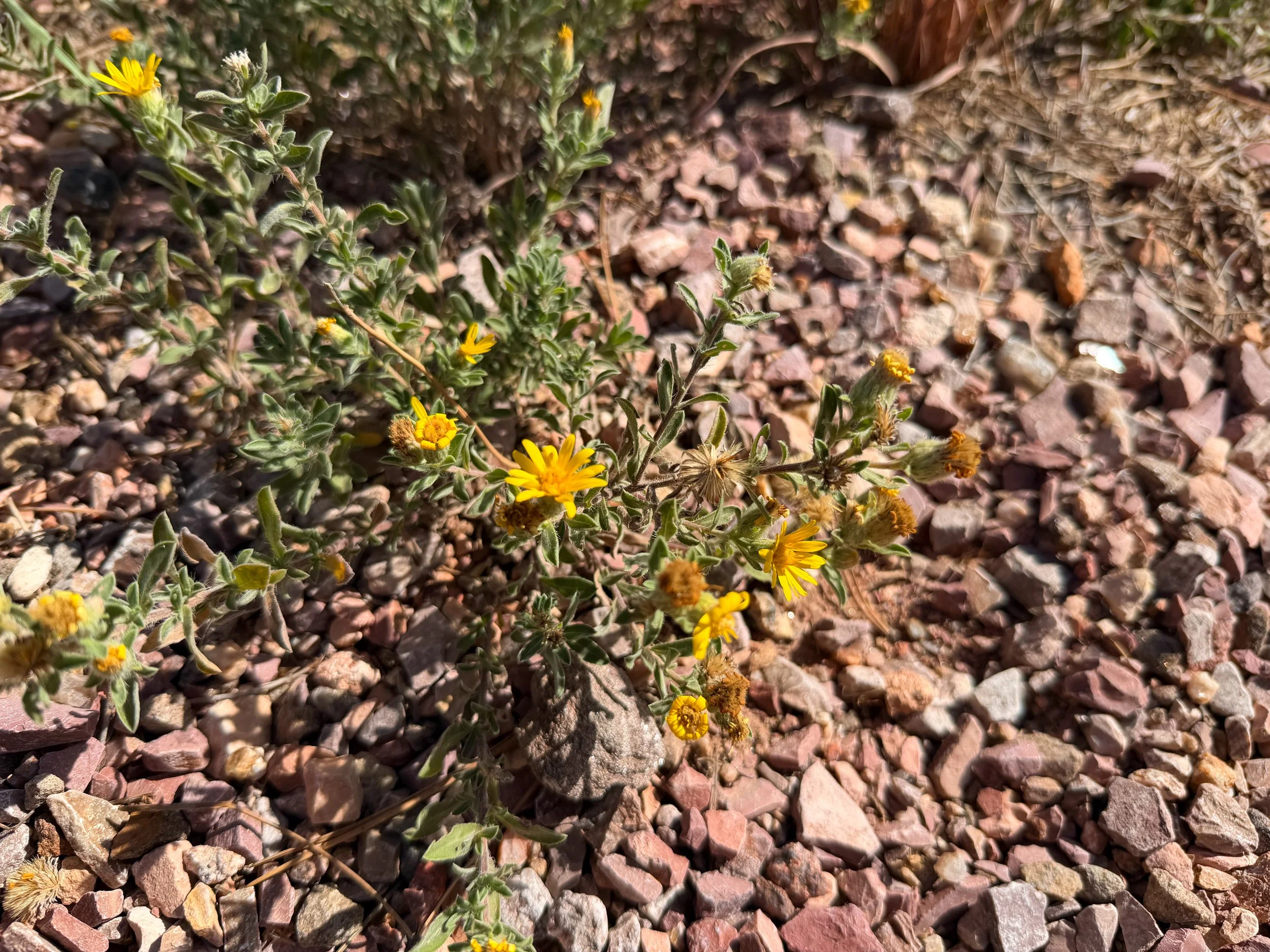 Hairy Golden Aster Heterotheca villosa