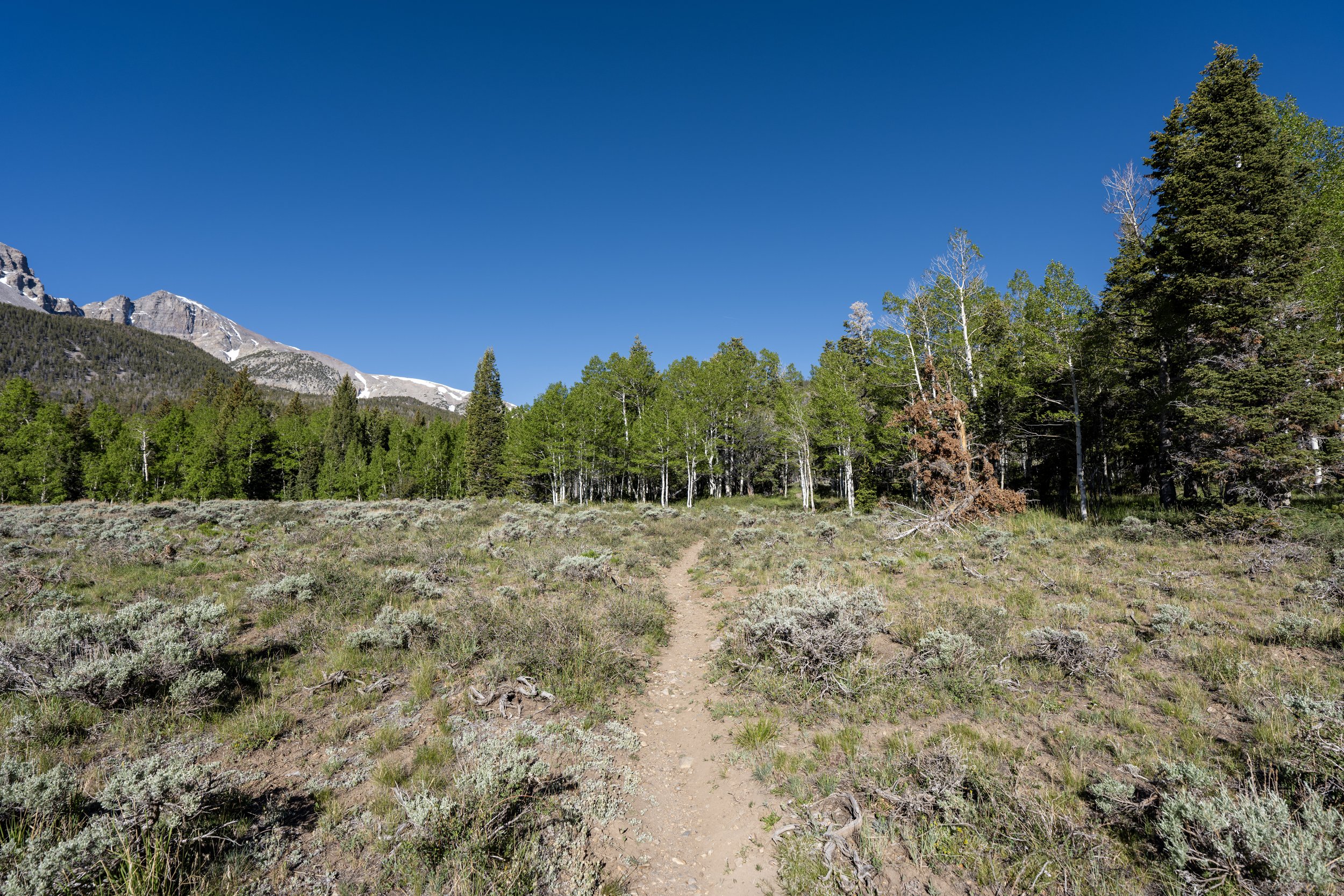 Lehman Creek Trail Great Basin National Park Nevada
