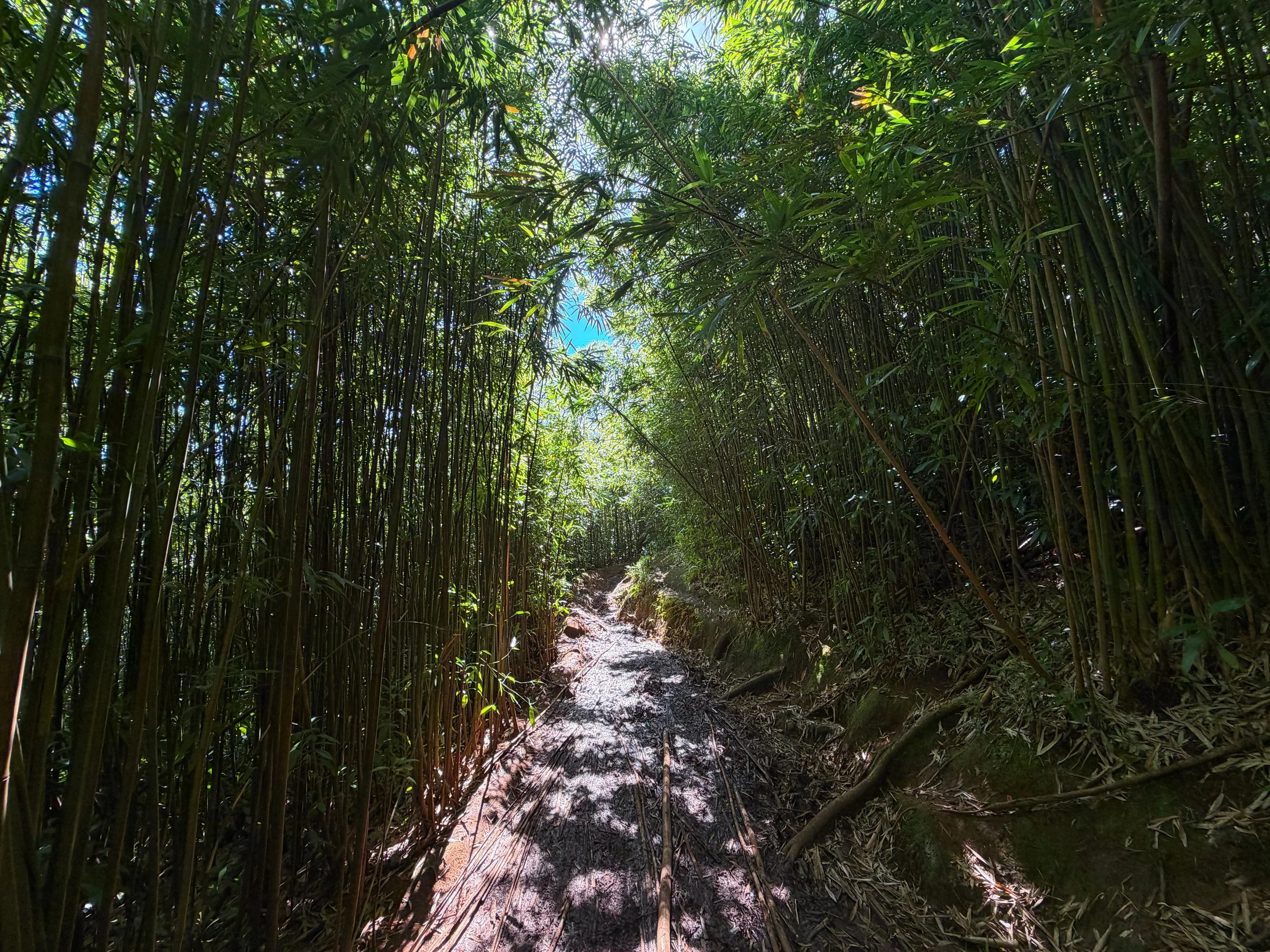 Aihualama Trail Oahu Hawaii