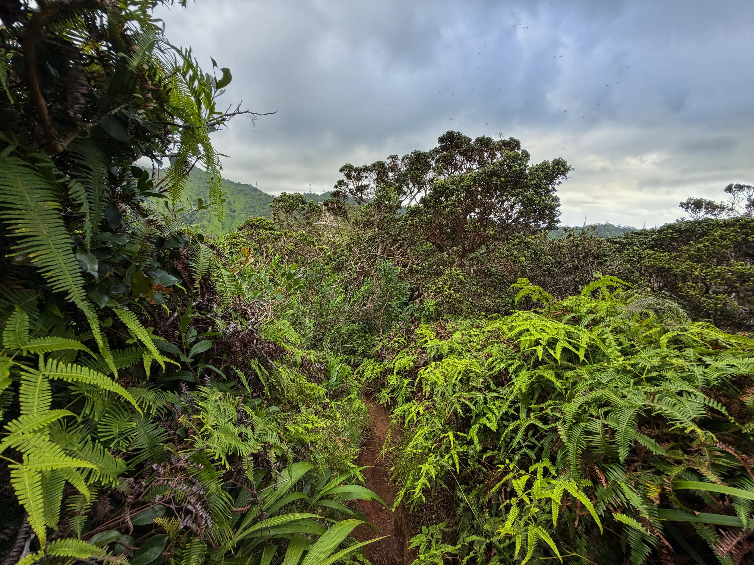 Kaau Crater Trail Oahu Hawaii