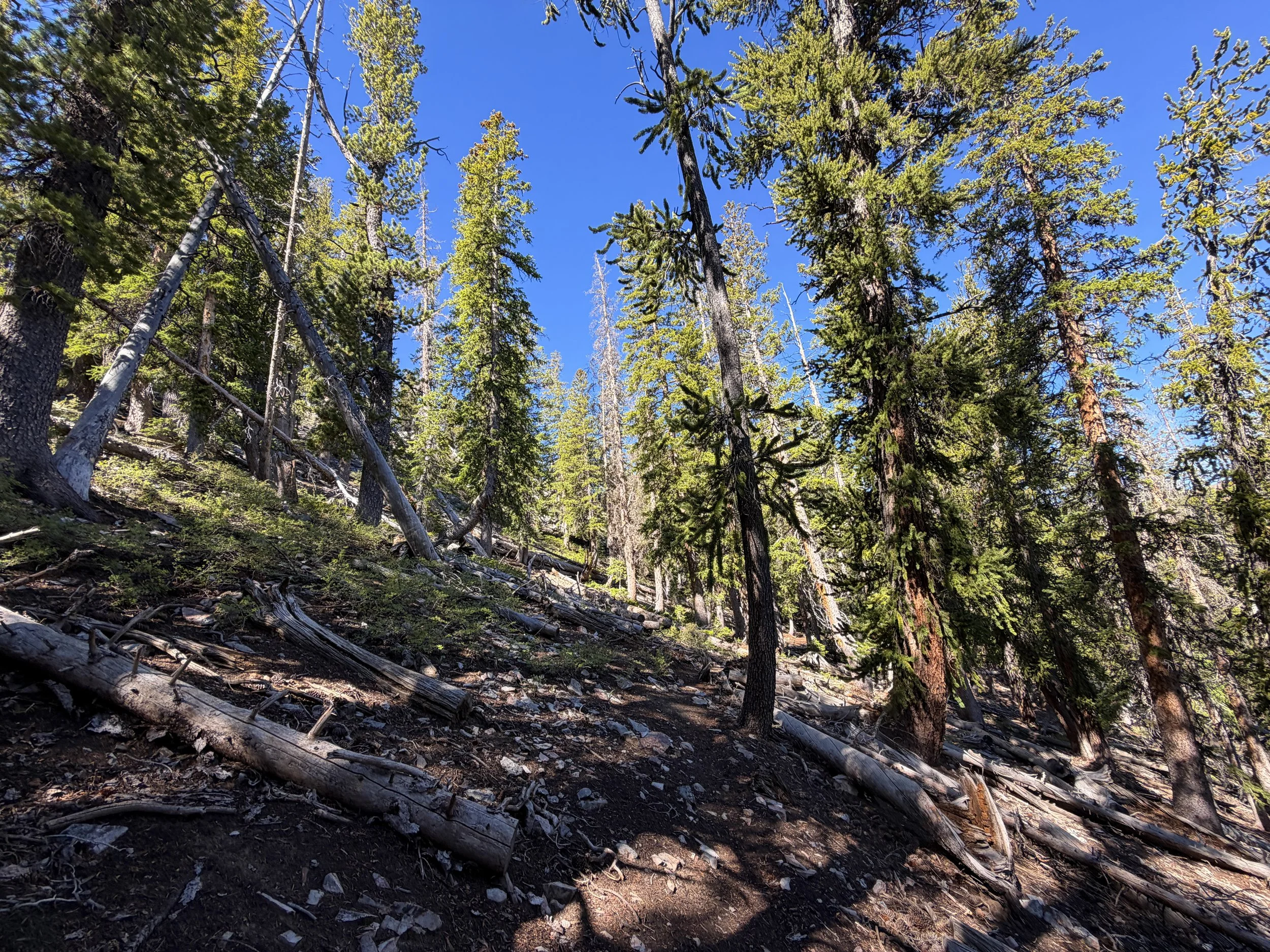 Snake Divide Hike Great Basin National Park Nevada