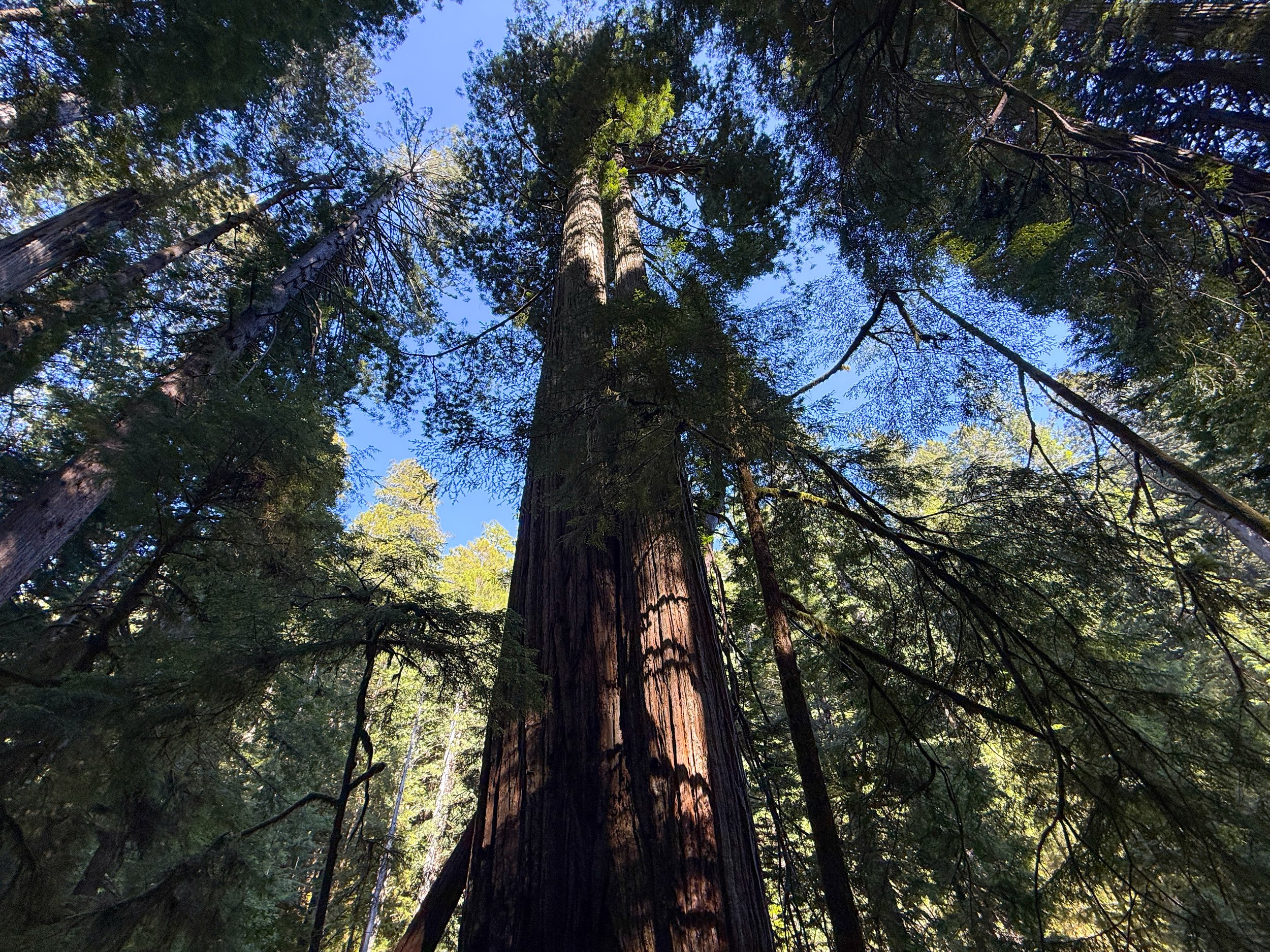 Coastal Redwood Sequoia sempervirens