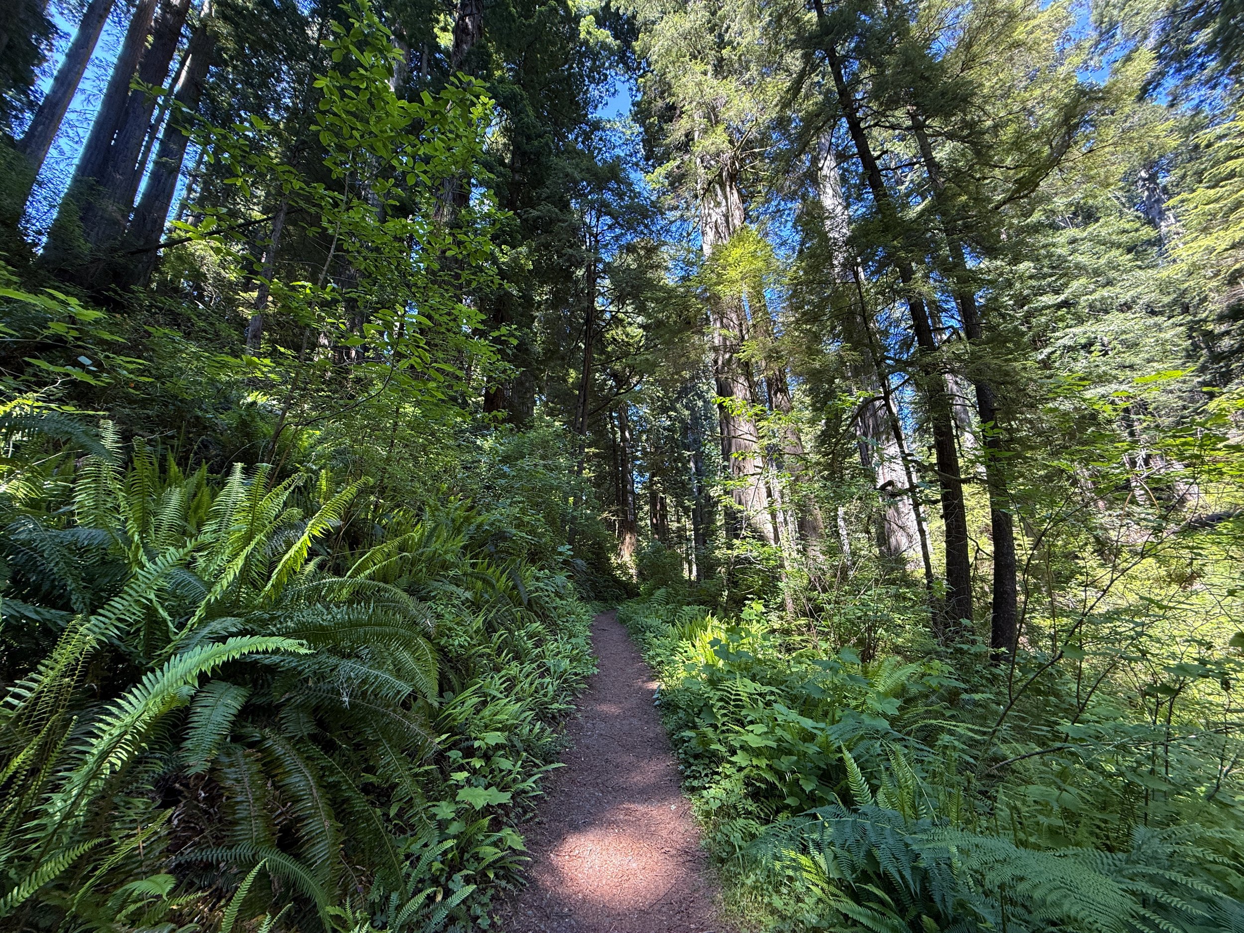 Ossagon Trail Prairie Creek Redwoods State Park California