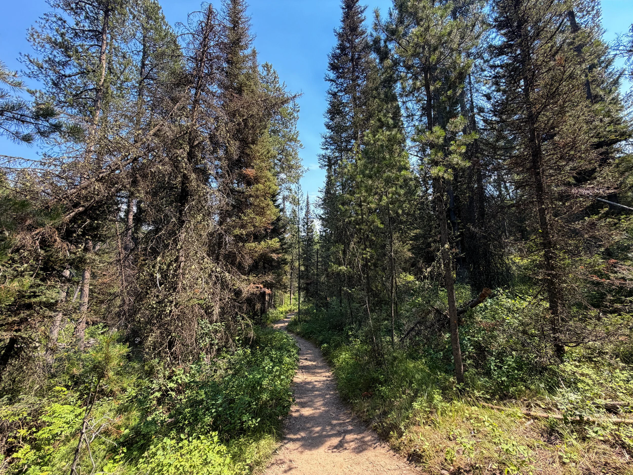 Phelps Lake Loop Trail Grand Teton National Park Wyoming