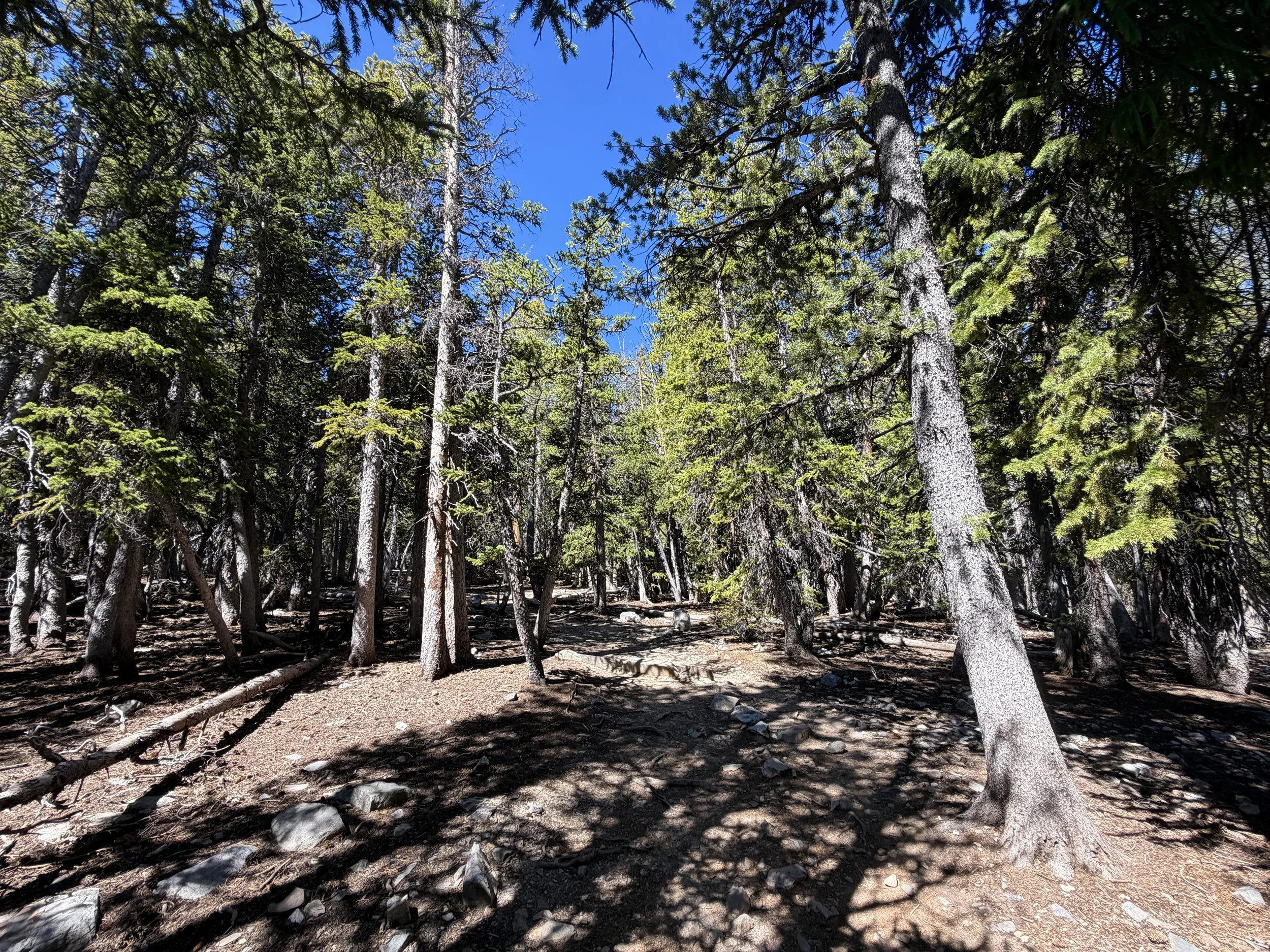 Alpine Lakes Loop Trail Great Basin National Park Nevada