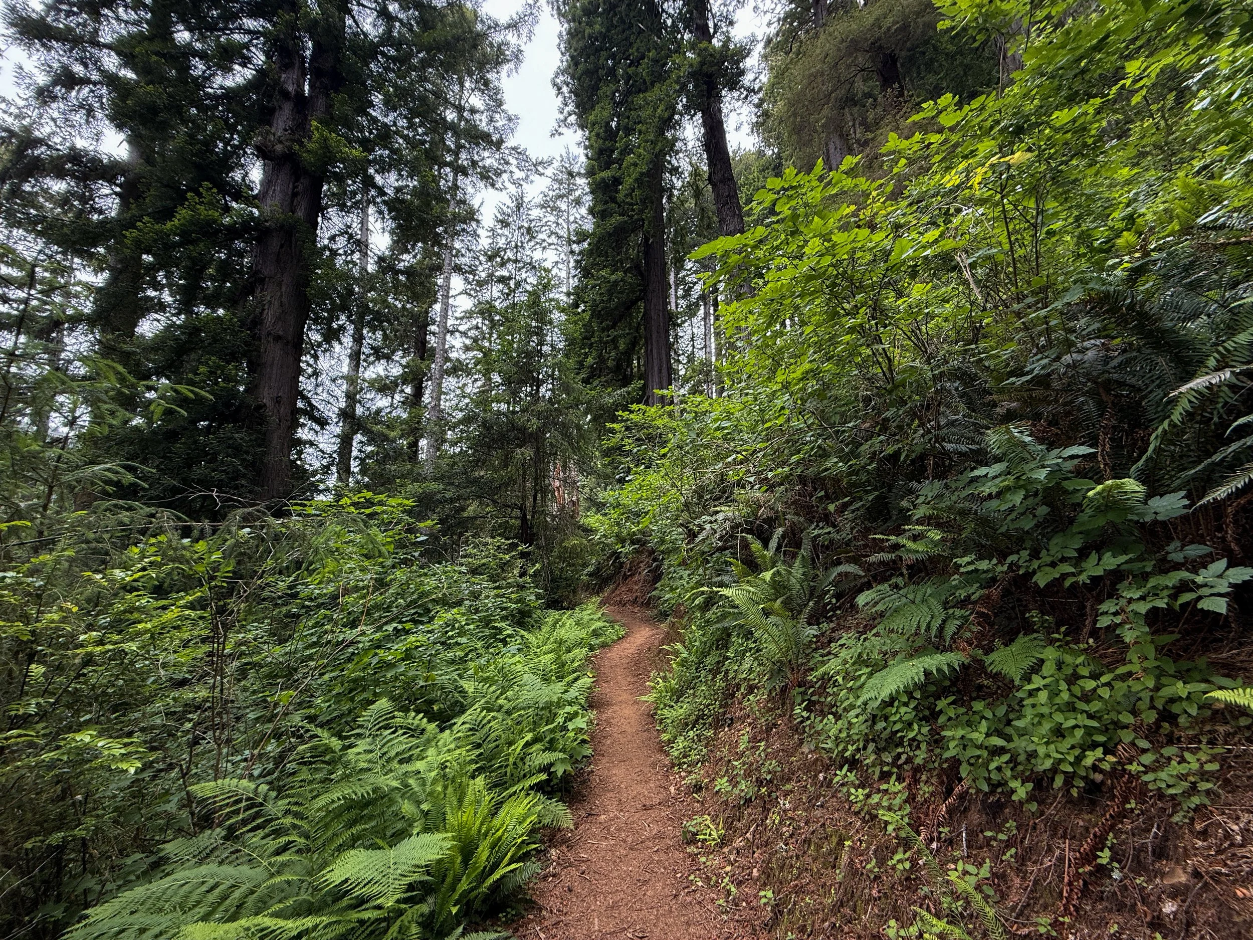 Damnation Creek Trail Del Norte Coast Redwoods State Park California