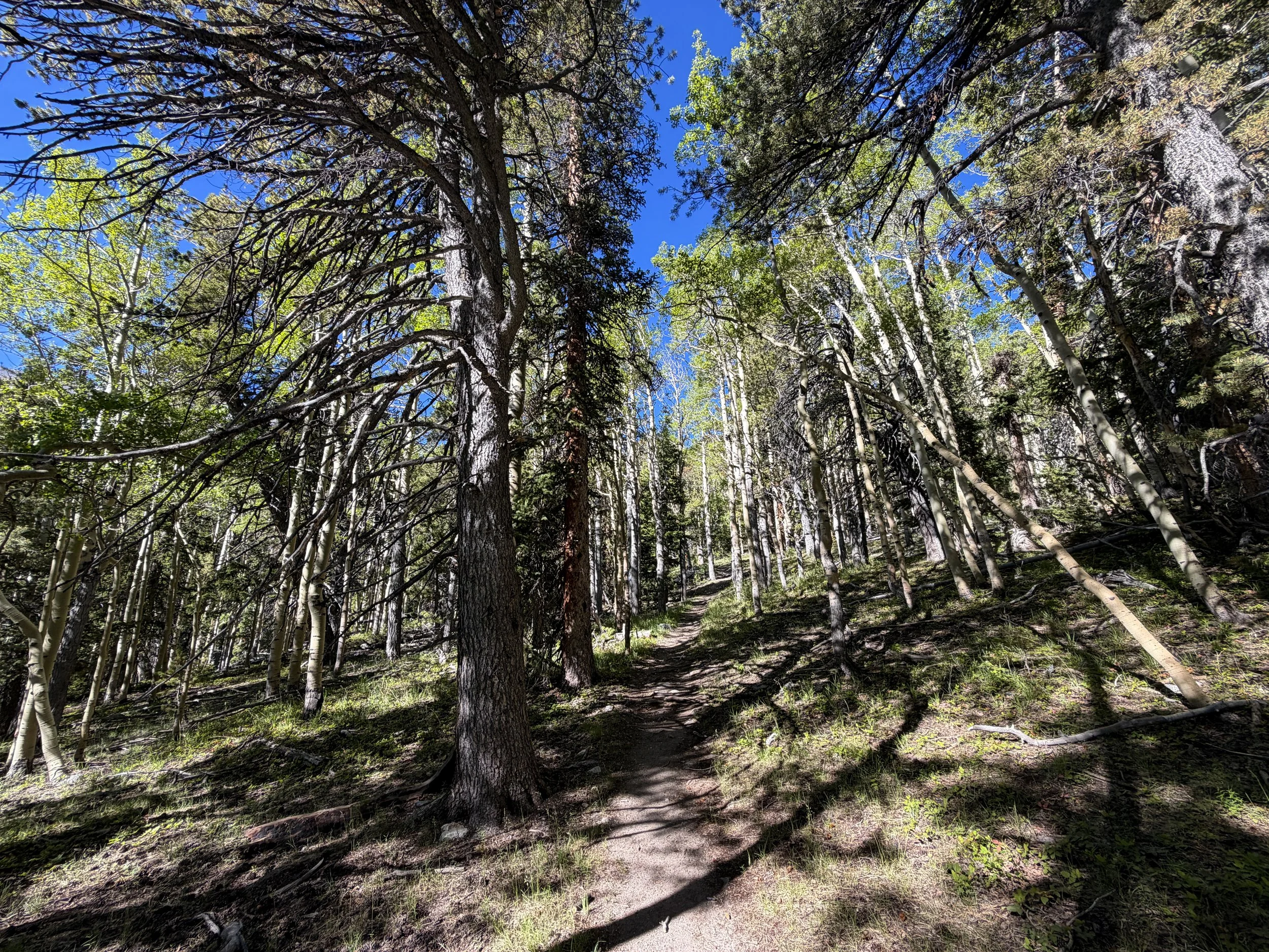 Lehman Creek Trail Great Basin National Park Nevada