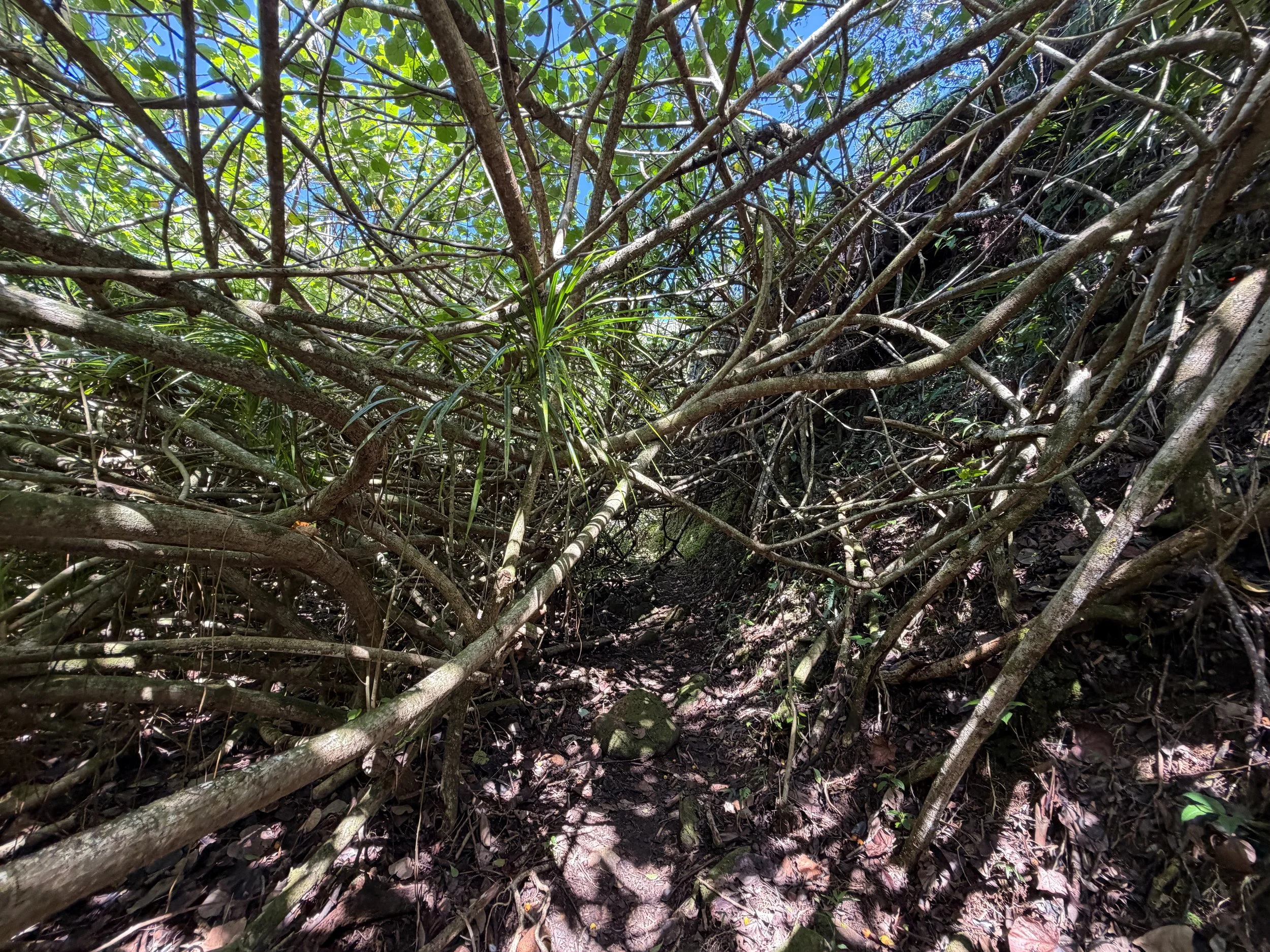 Kulanaahane Trail Oahu Hawaii