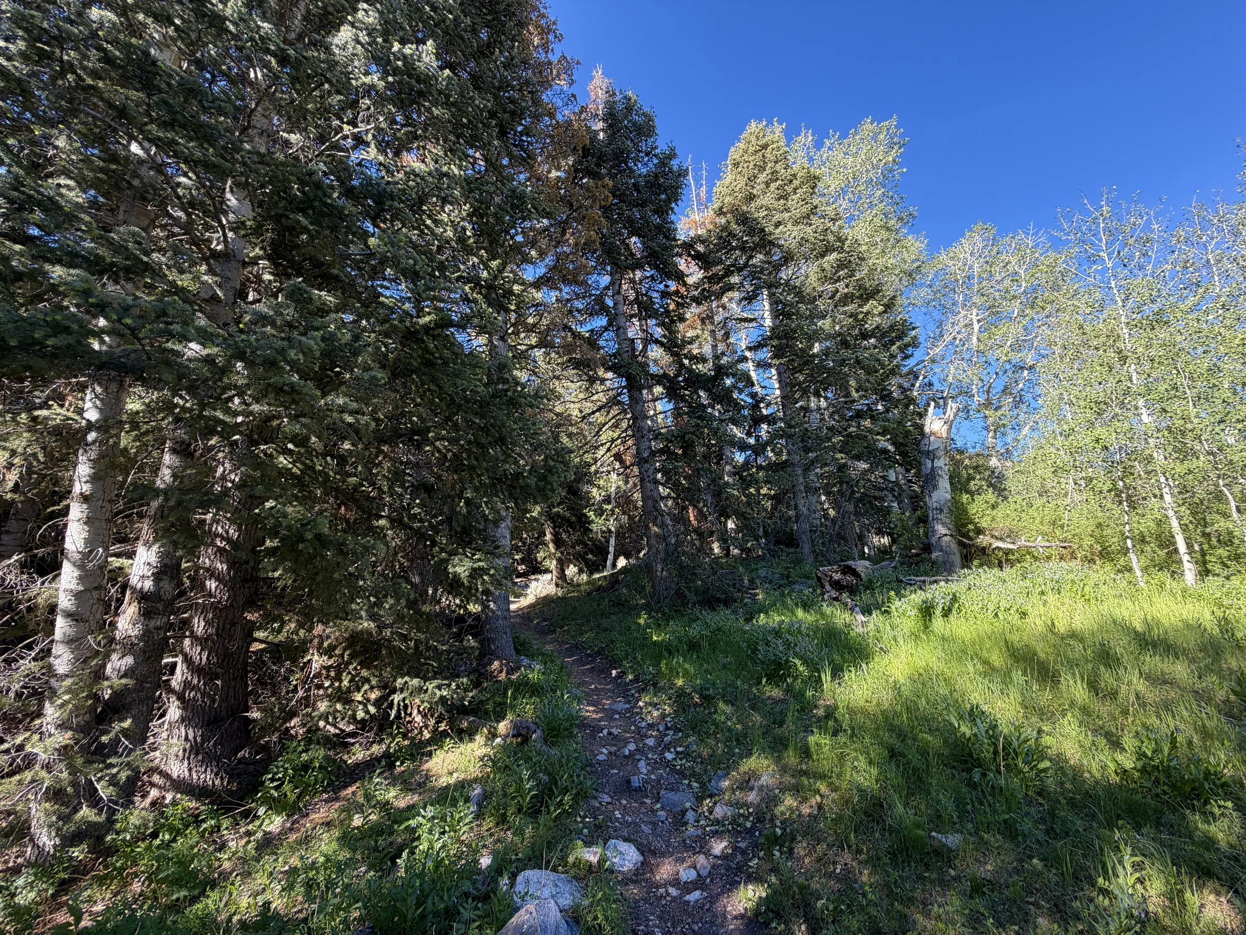 Baker Lake Trail Great Basin National Park Nevada