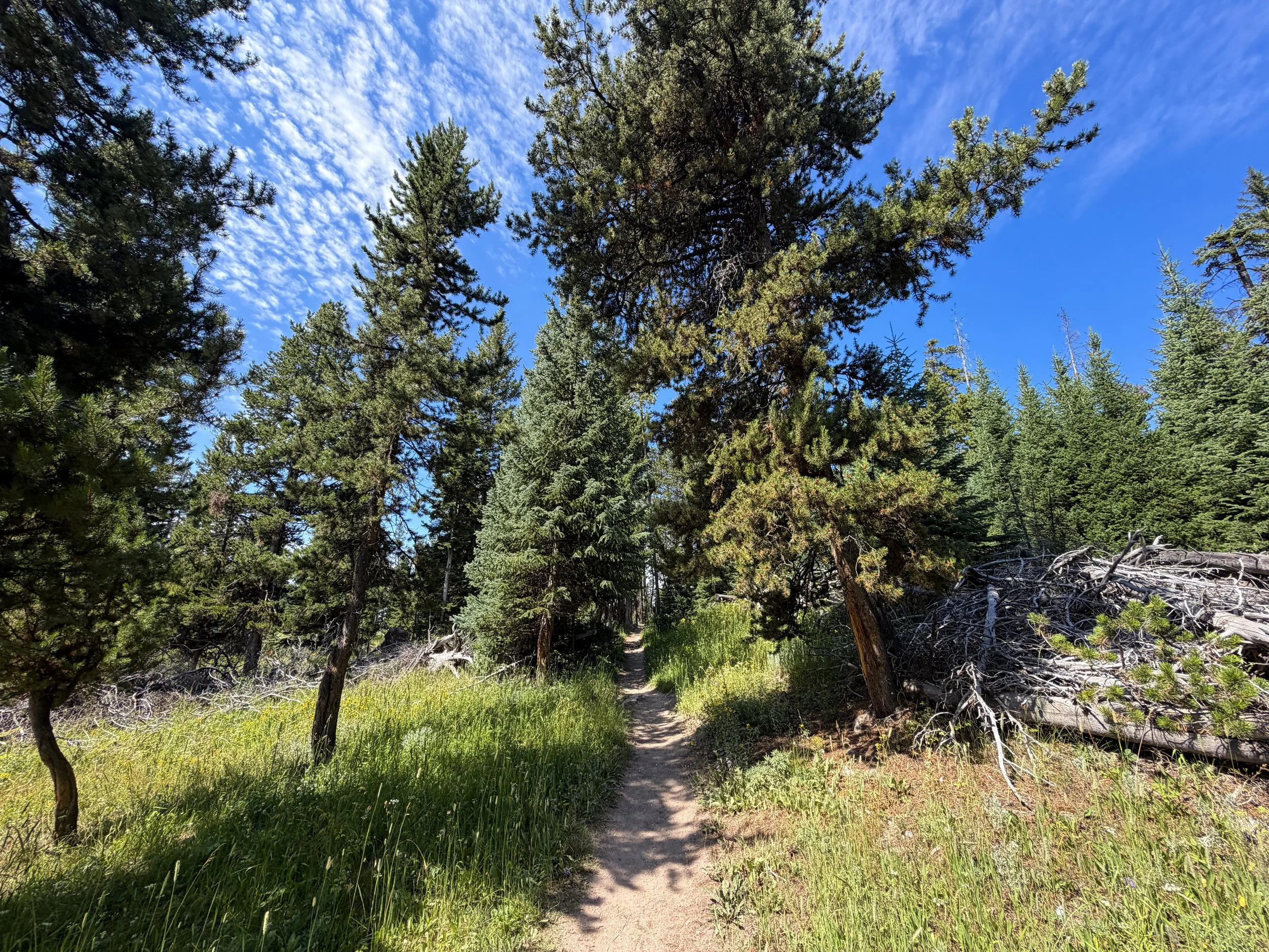 Storm Point Hike Yellowstone National Park Wyoming