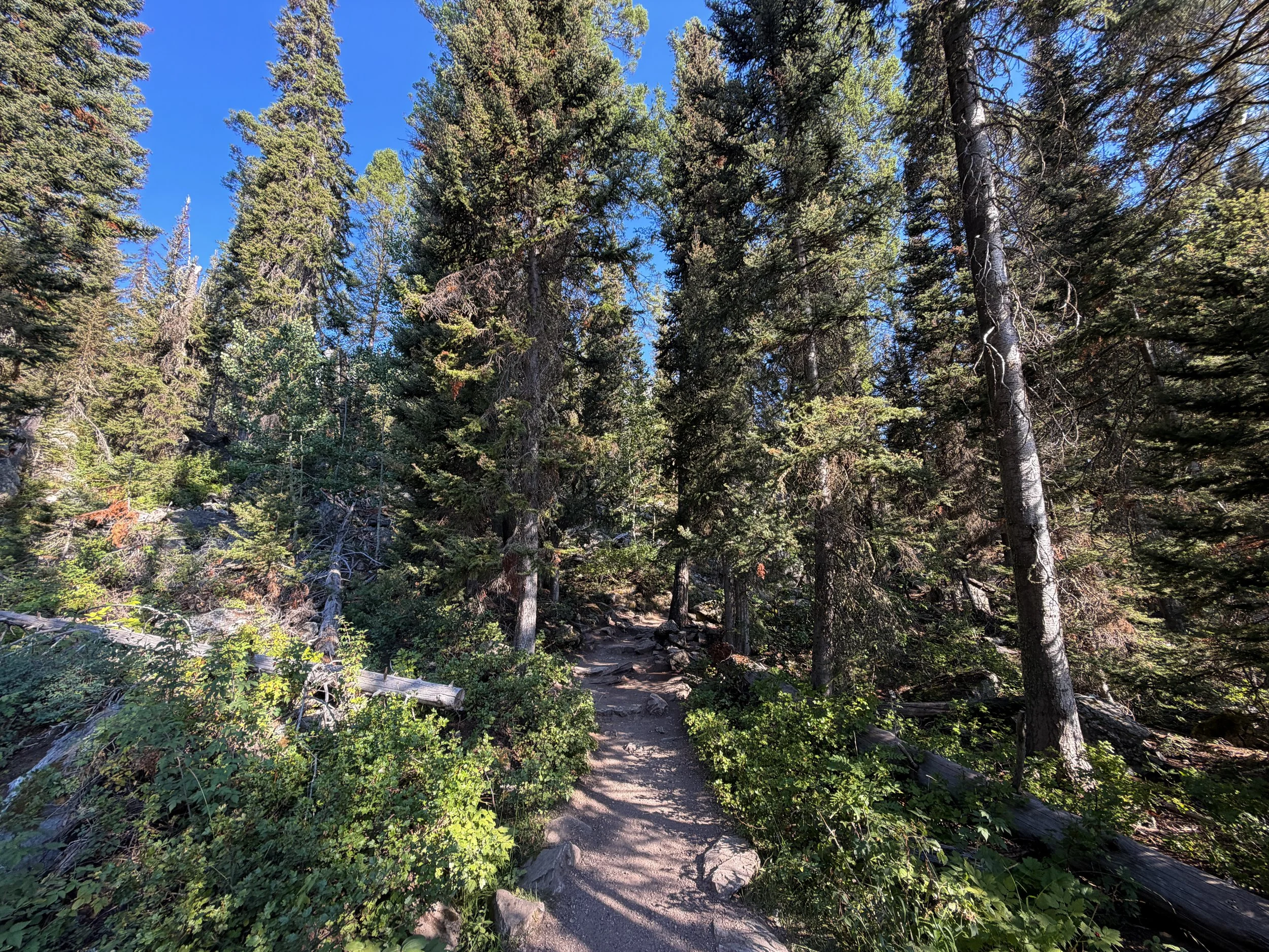 Jenny Lake Trail to Hidden Falls Grand Teton National Park Wyoming