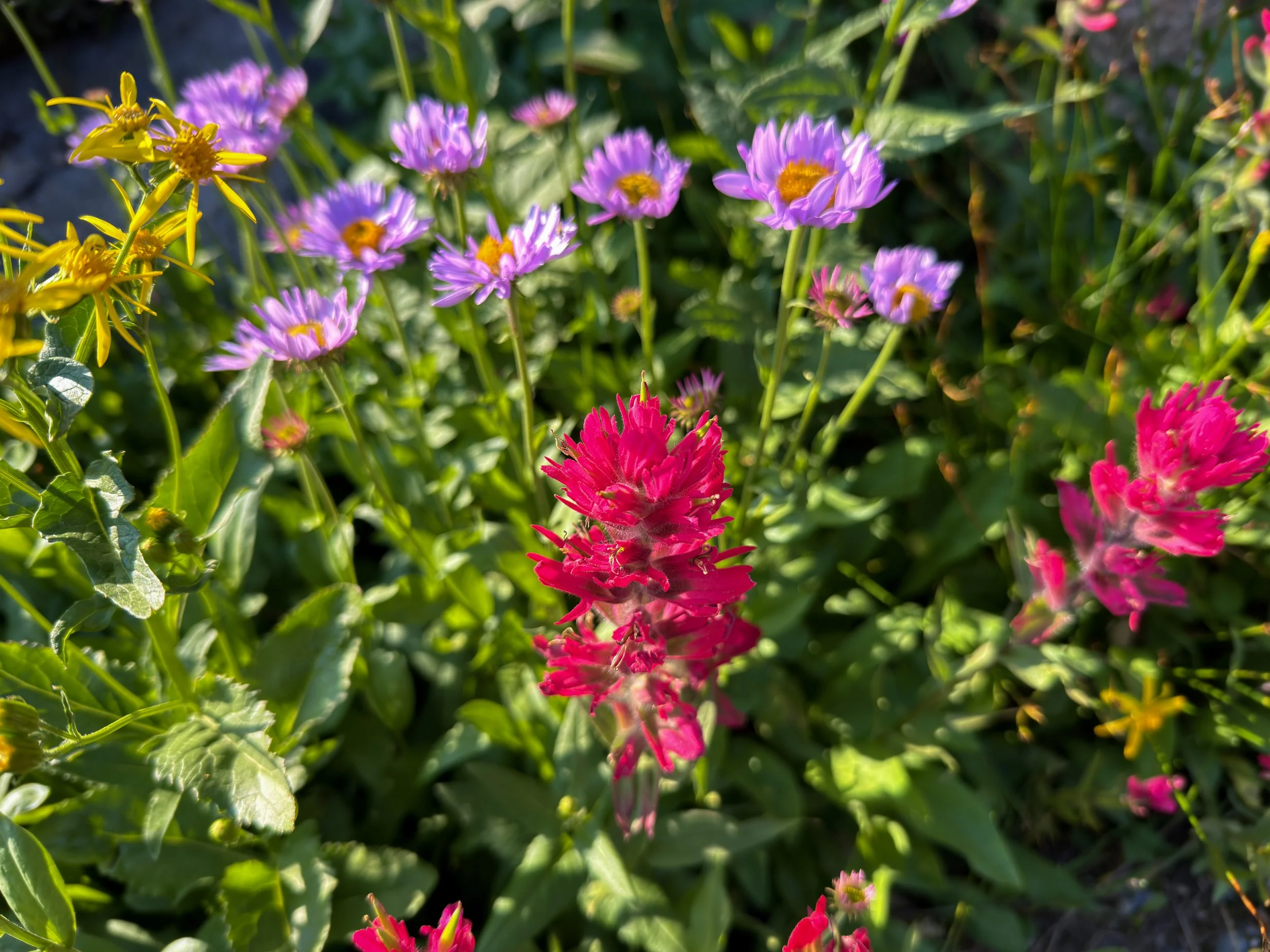 Rosy Paintbrush Castilleja rhexiifolia