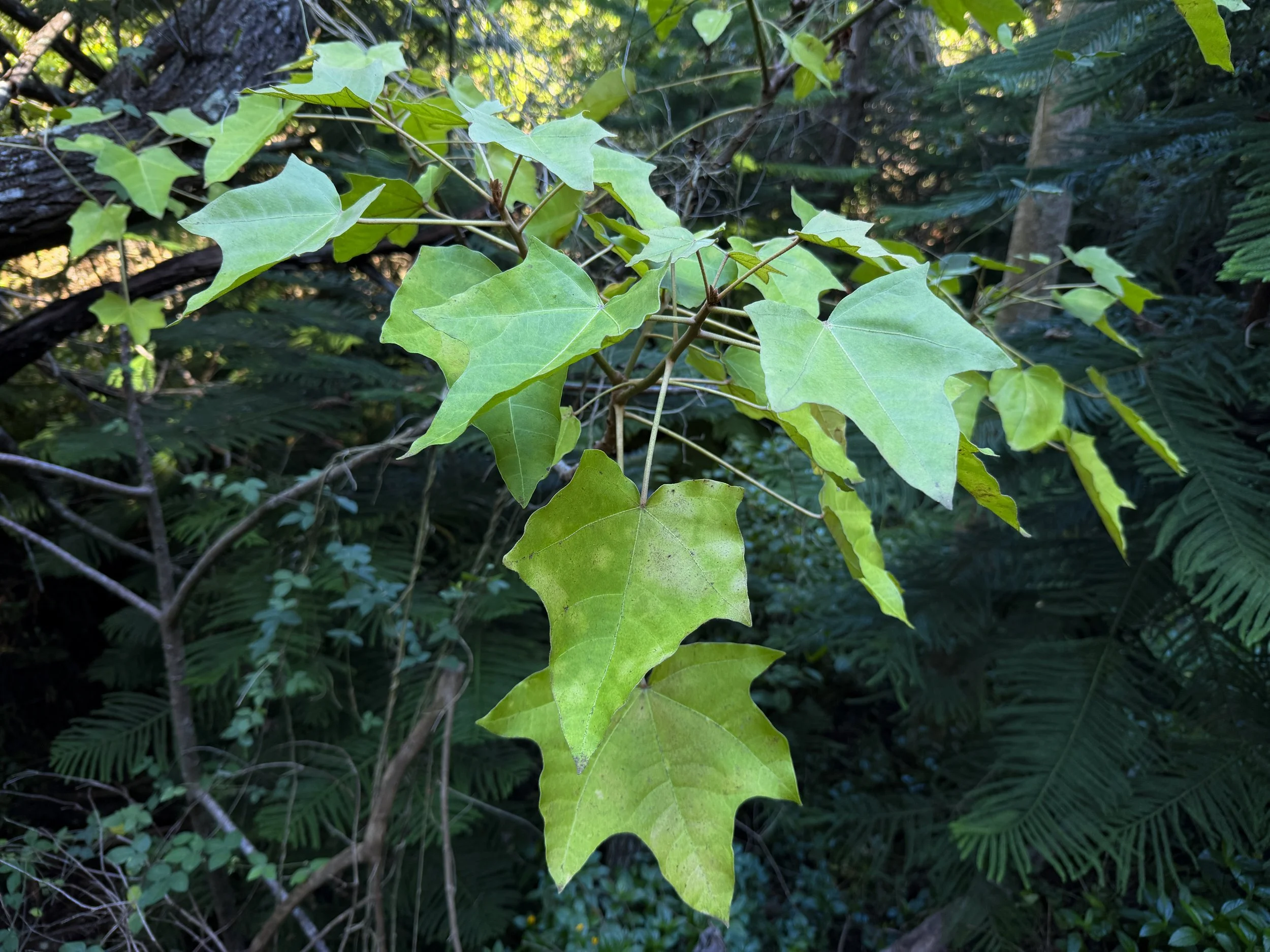 Kukui Aleurites moluccanus