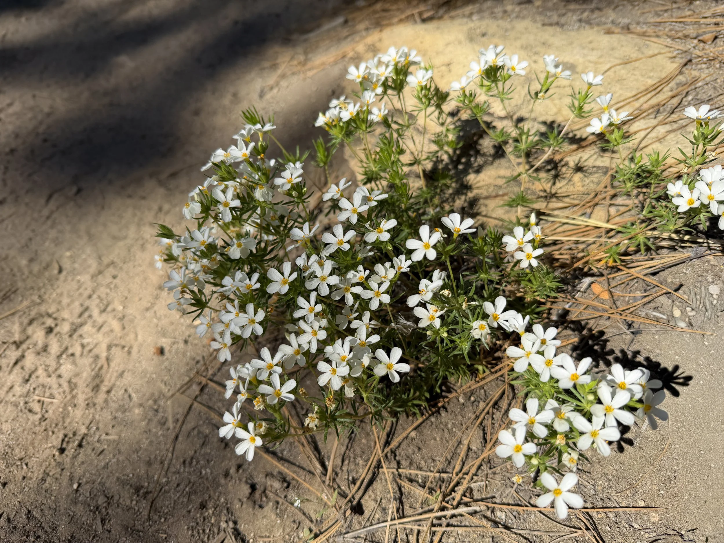 Nuttall’s Linanthus Leptosiphon nuttallii