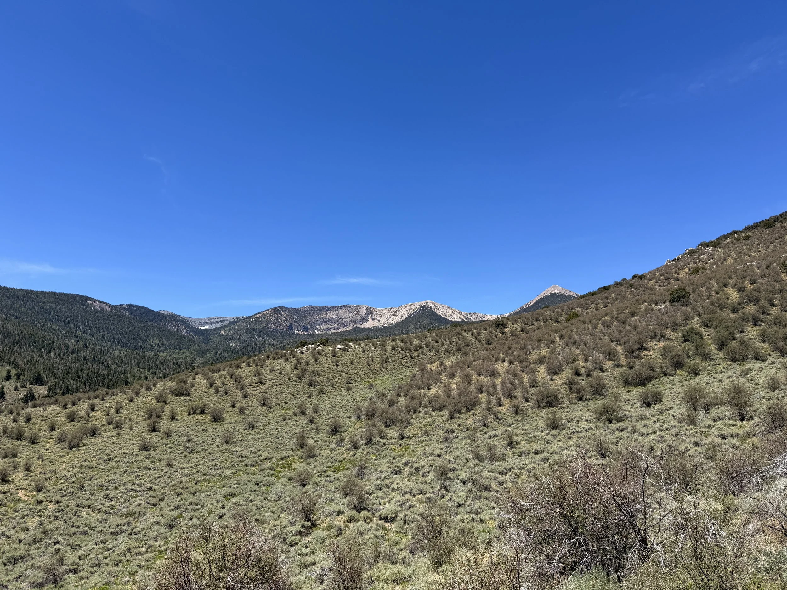 Serviceberry Loop Trail Great Basin National Park Nevada