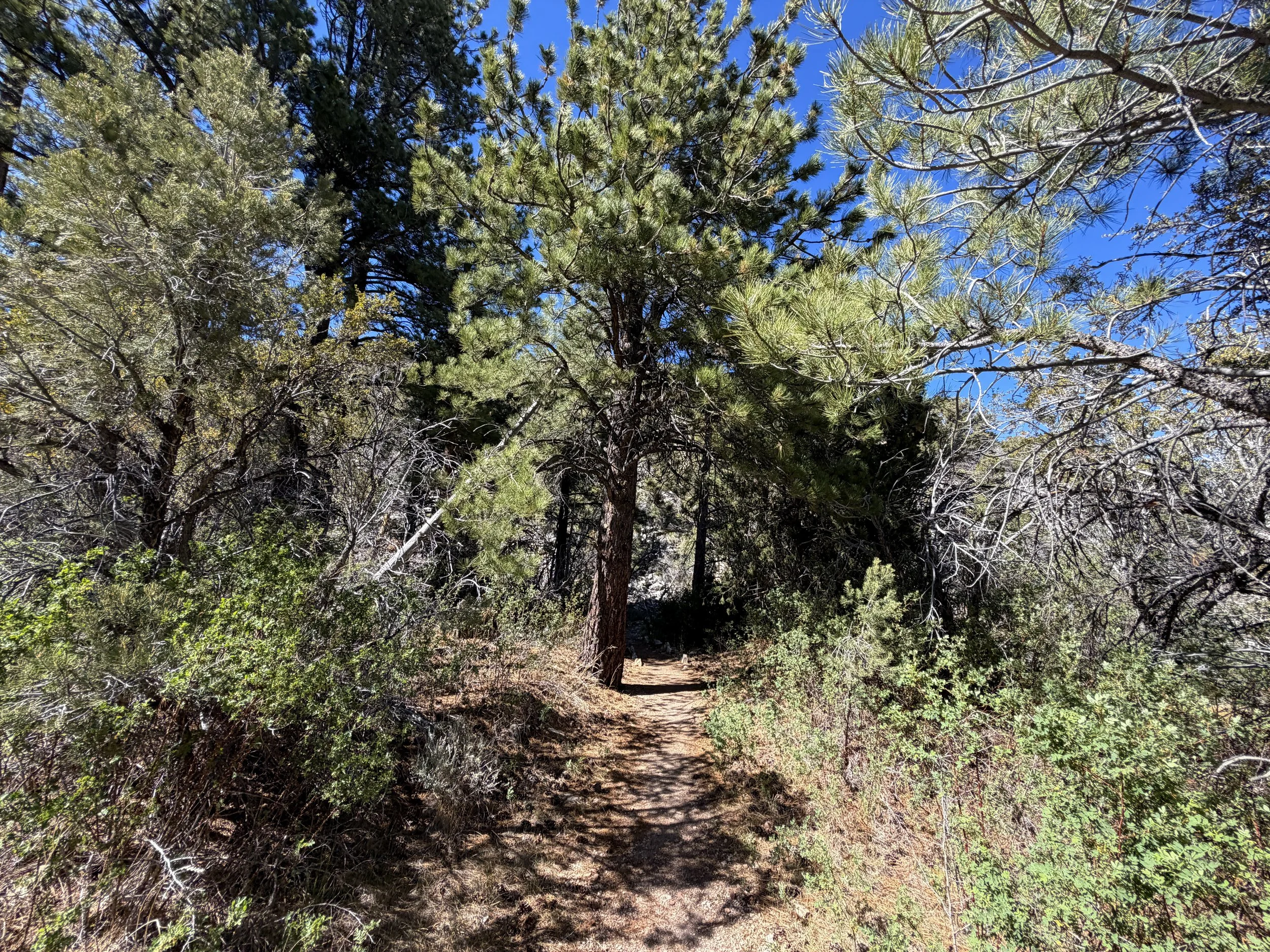 Osceola Ditch Trail Great Basin National Park Nevada