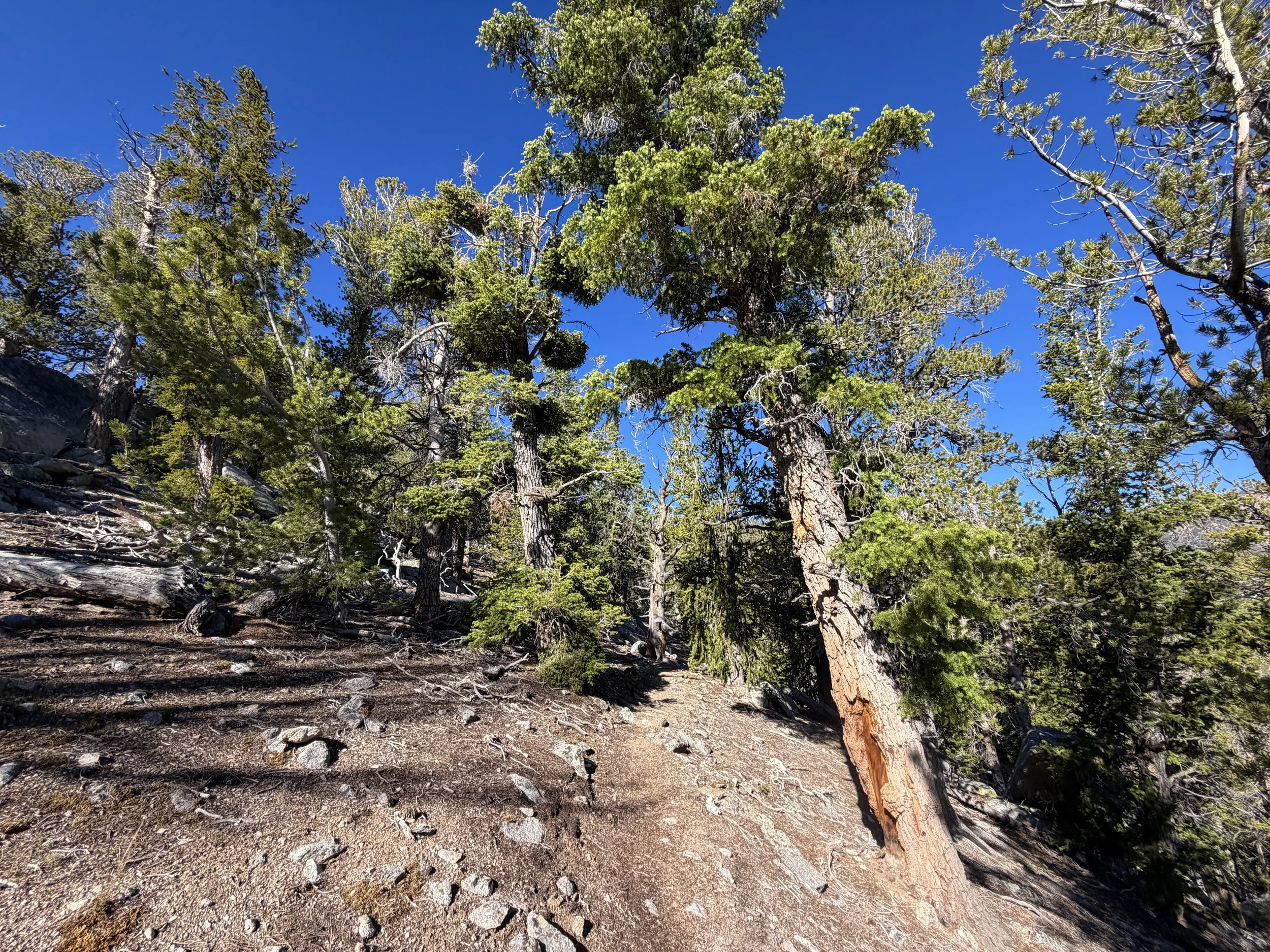 Snake Divide Trail to Mount Washington Great Basin National Park Nevada