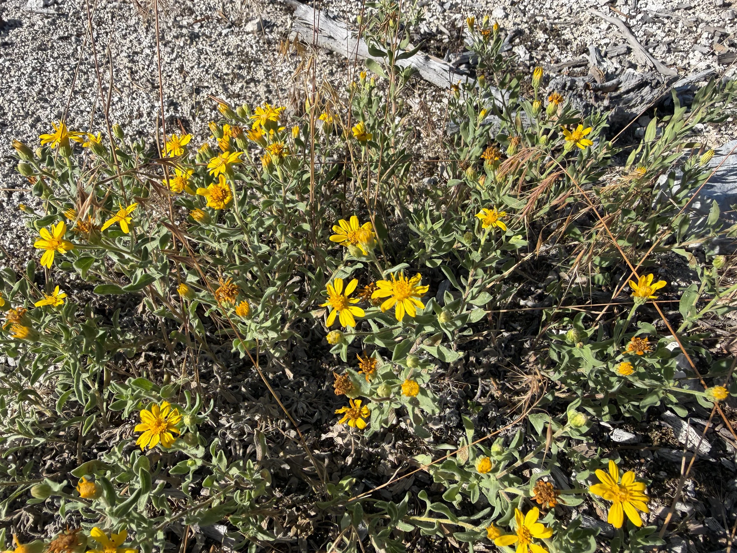 Hairy Goldenaster Heterotheca villosa