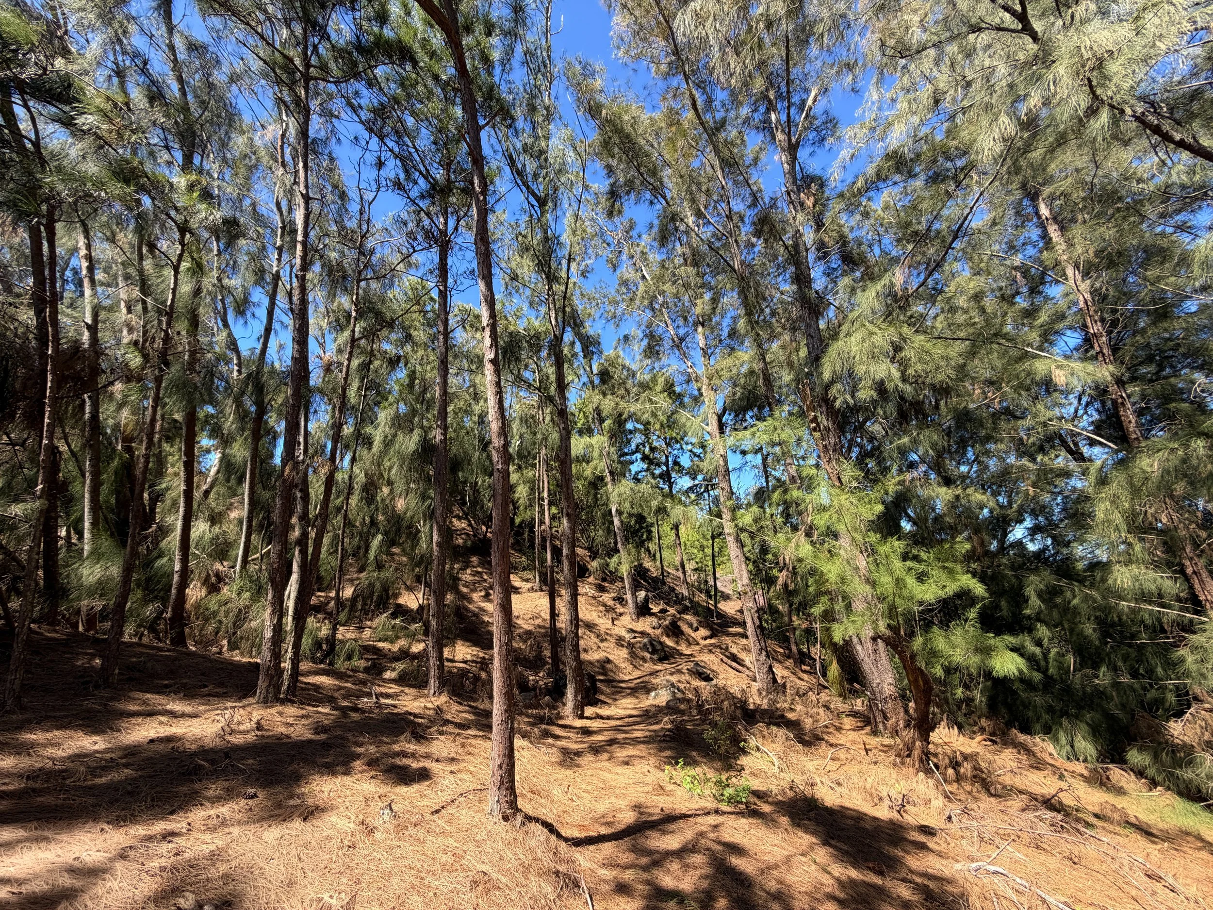 Kuaokala Trail Oahu Hawaii