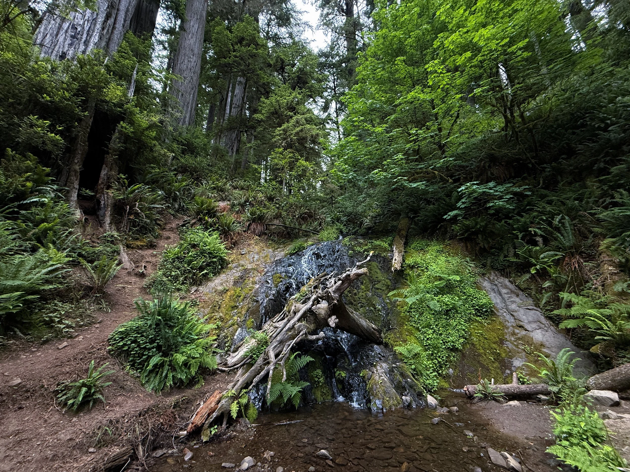Fern Falls Boy Scout Tree Trail Jedediah Smith Redwoods State Park California