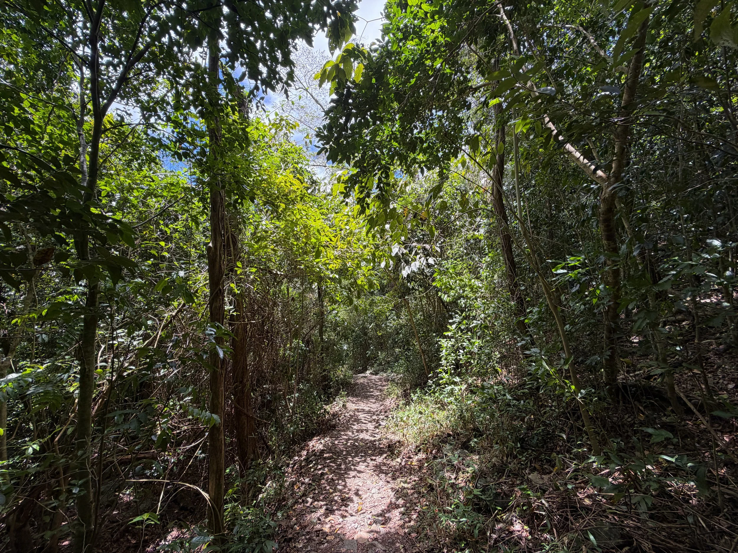 Reef Bay Trail Virgin Islands National Park