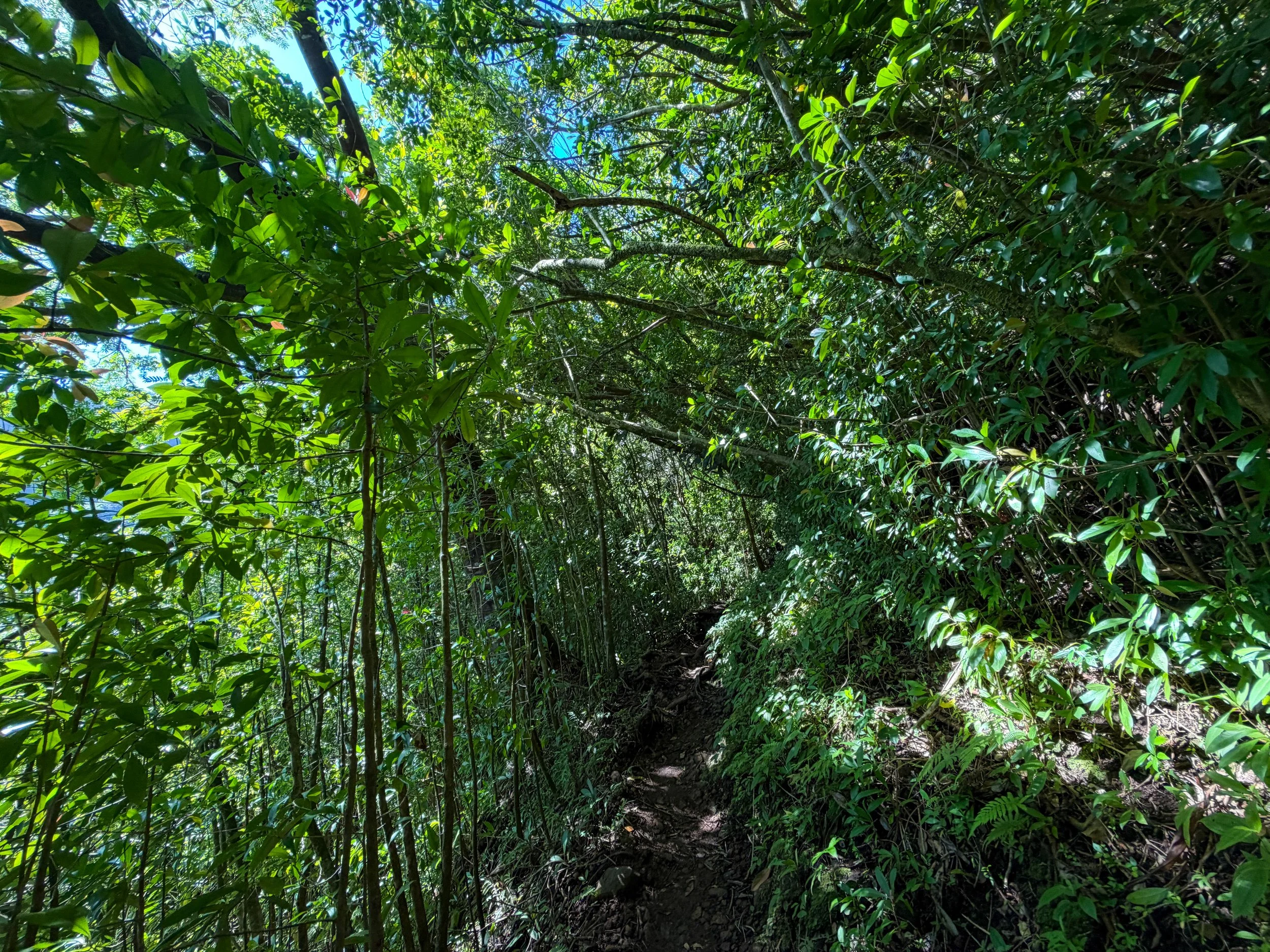 Aihualama Trail to Pauoa Flats Bench Oahu Hawaii