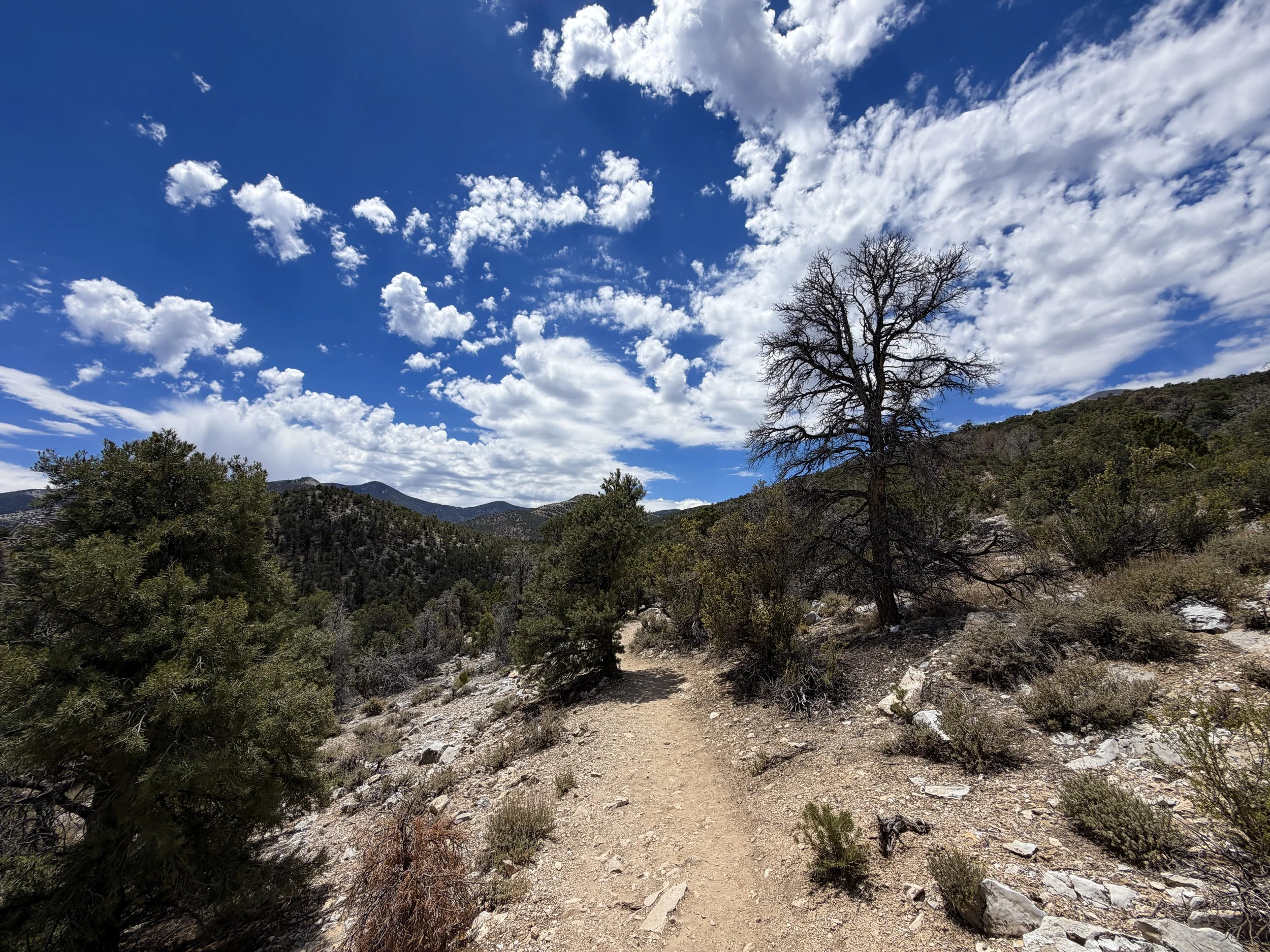 Mountain View Nature Hike Great Basin National Park Nevada