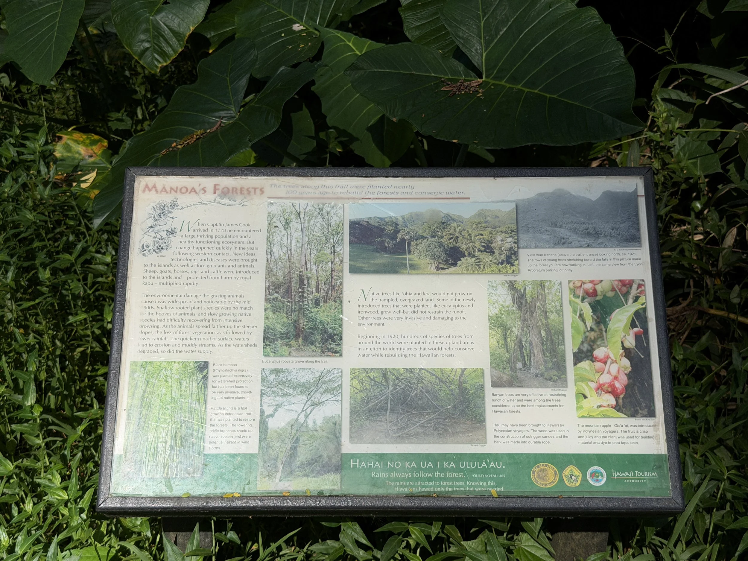 Manoa Falls Trail Oahu Hawaii
