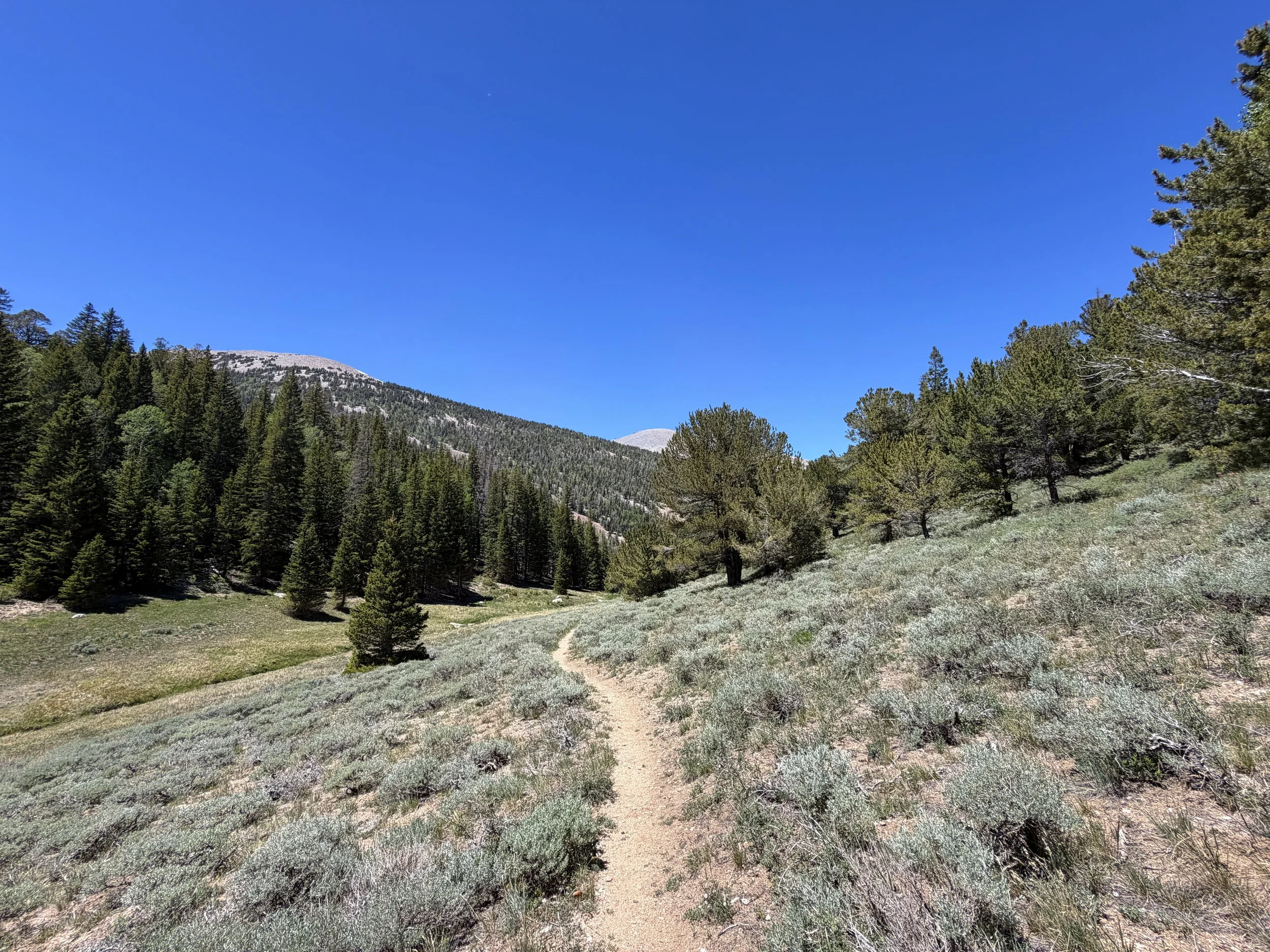 Timber Creek Loop Trail Great Basin National Park Nevada