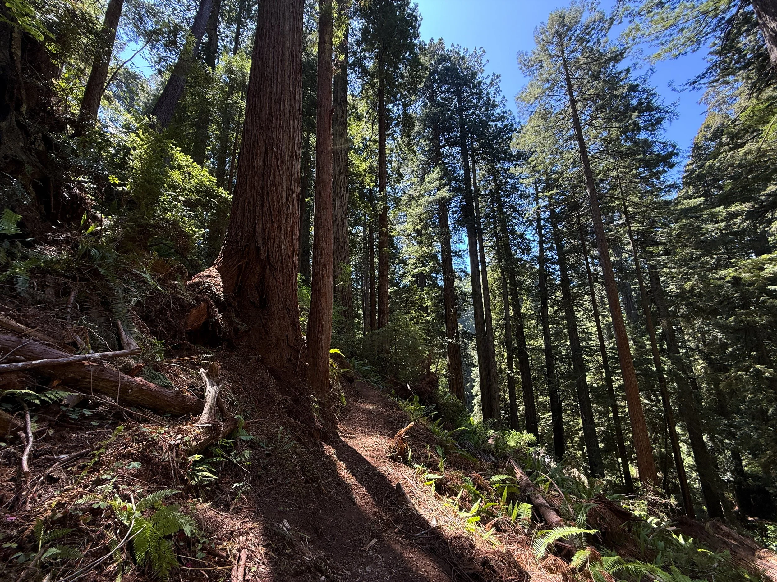 Ten Taypo–Hope Creek Loop Trail Prairie Creek Redwoods State Park California