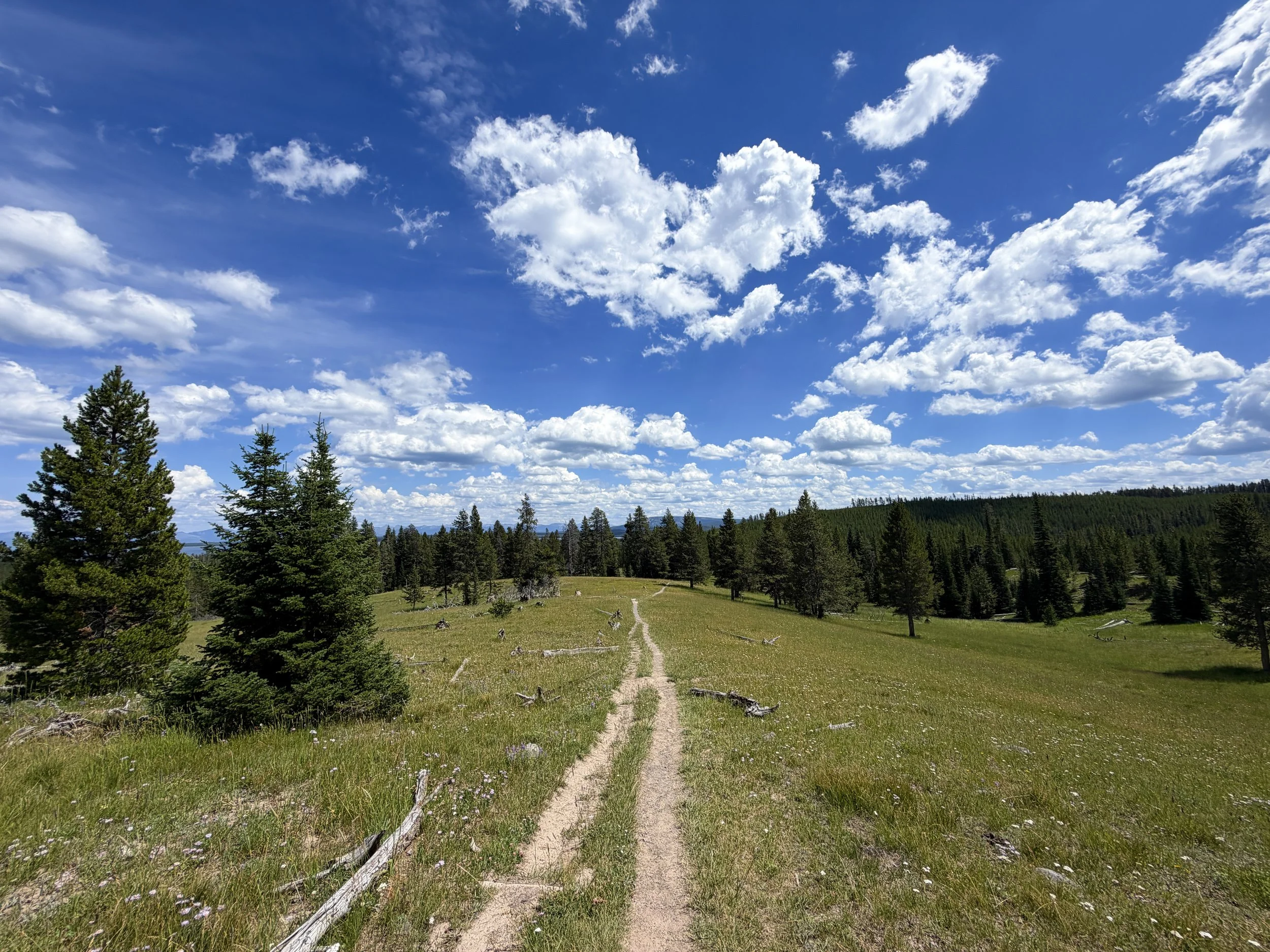 Yellowstone Lake Overlook Trail Yellowstone National Park Wyoming