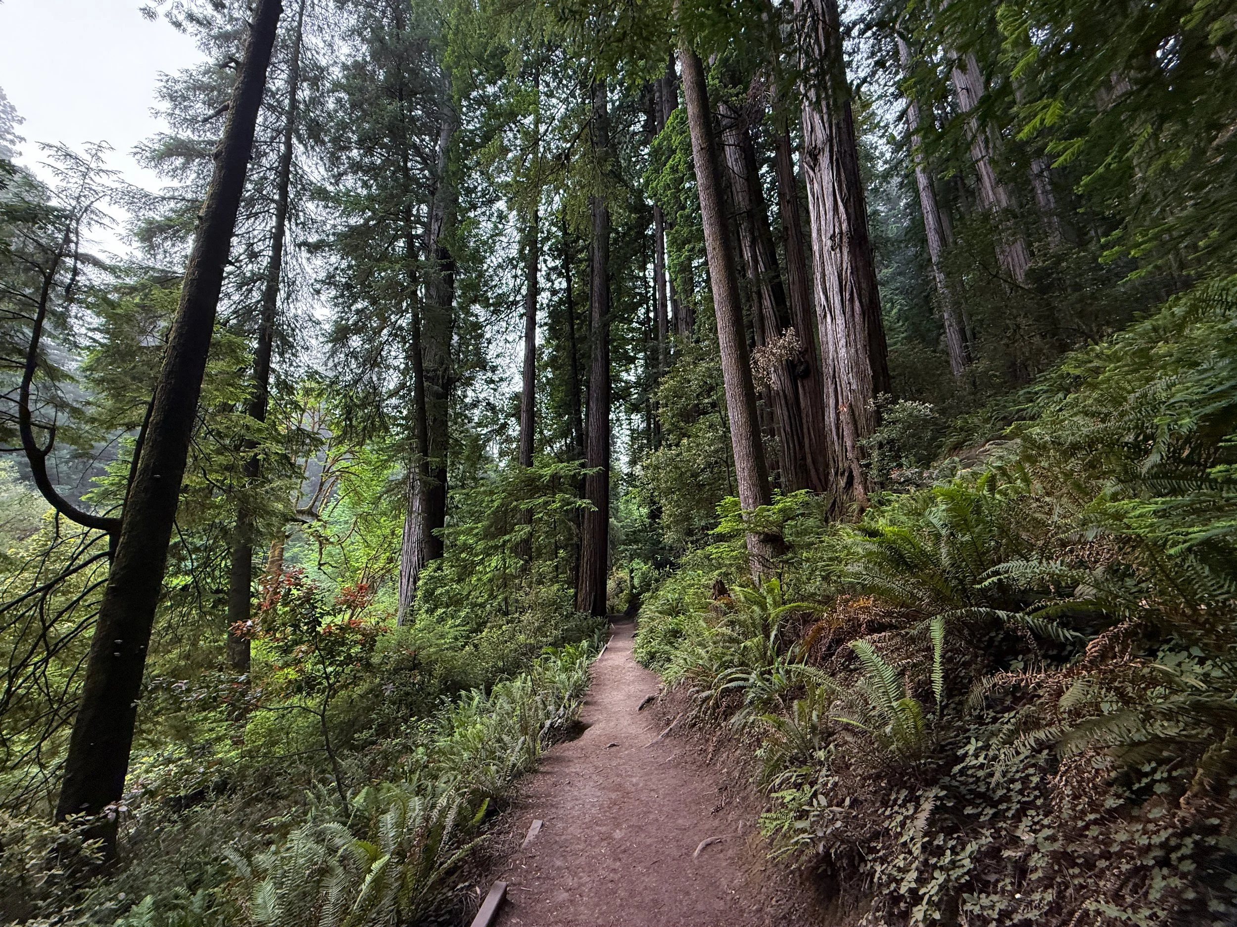 Grove of the Titans Hike Jedediah Smith Redwoods State Park California