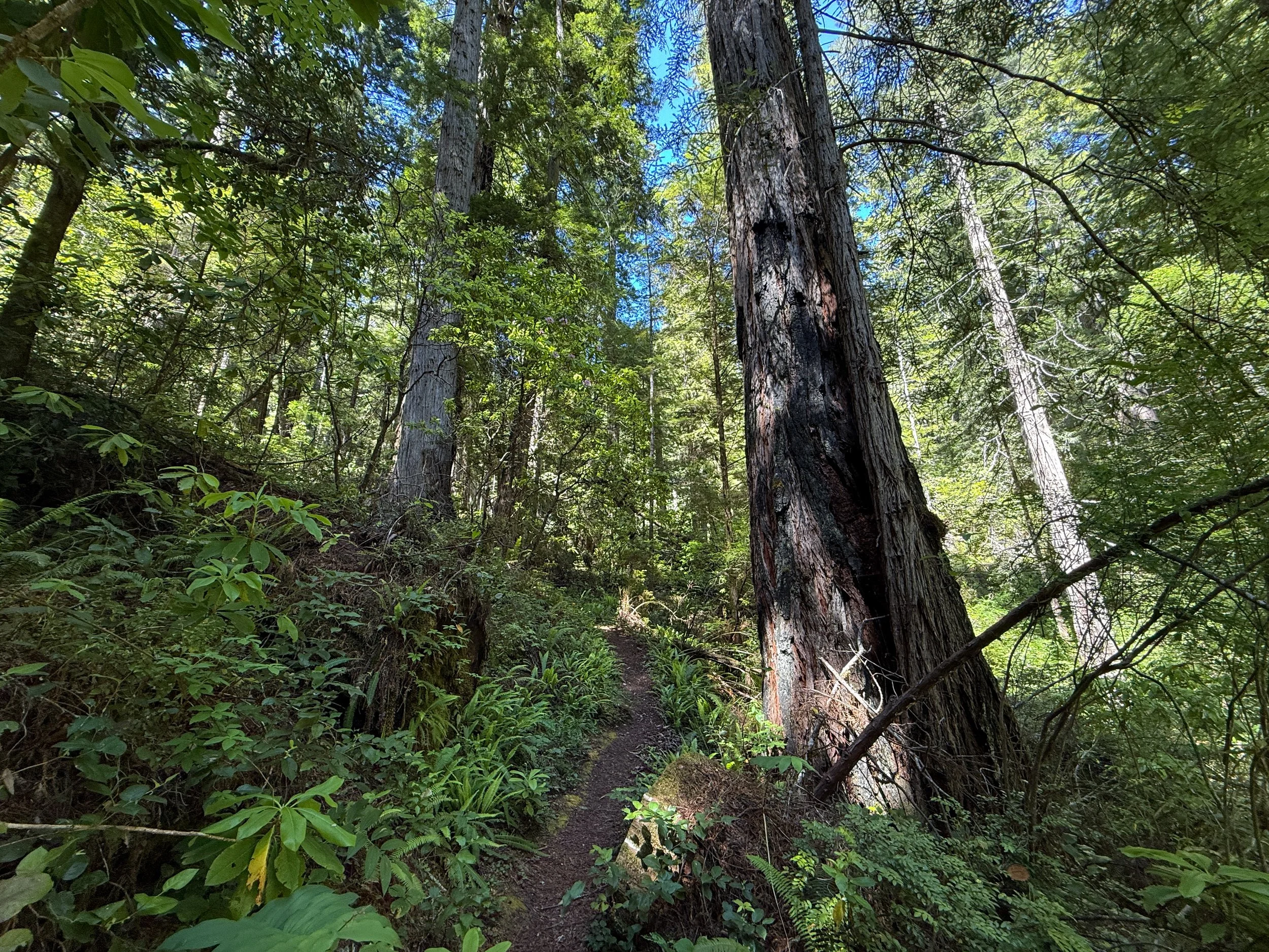 Hope Creek-Ten Taypo Loop Trail Prairie Creek Redwoods State Park California