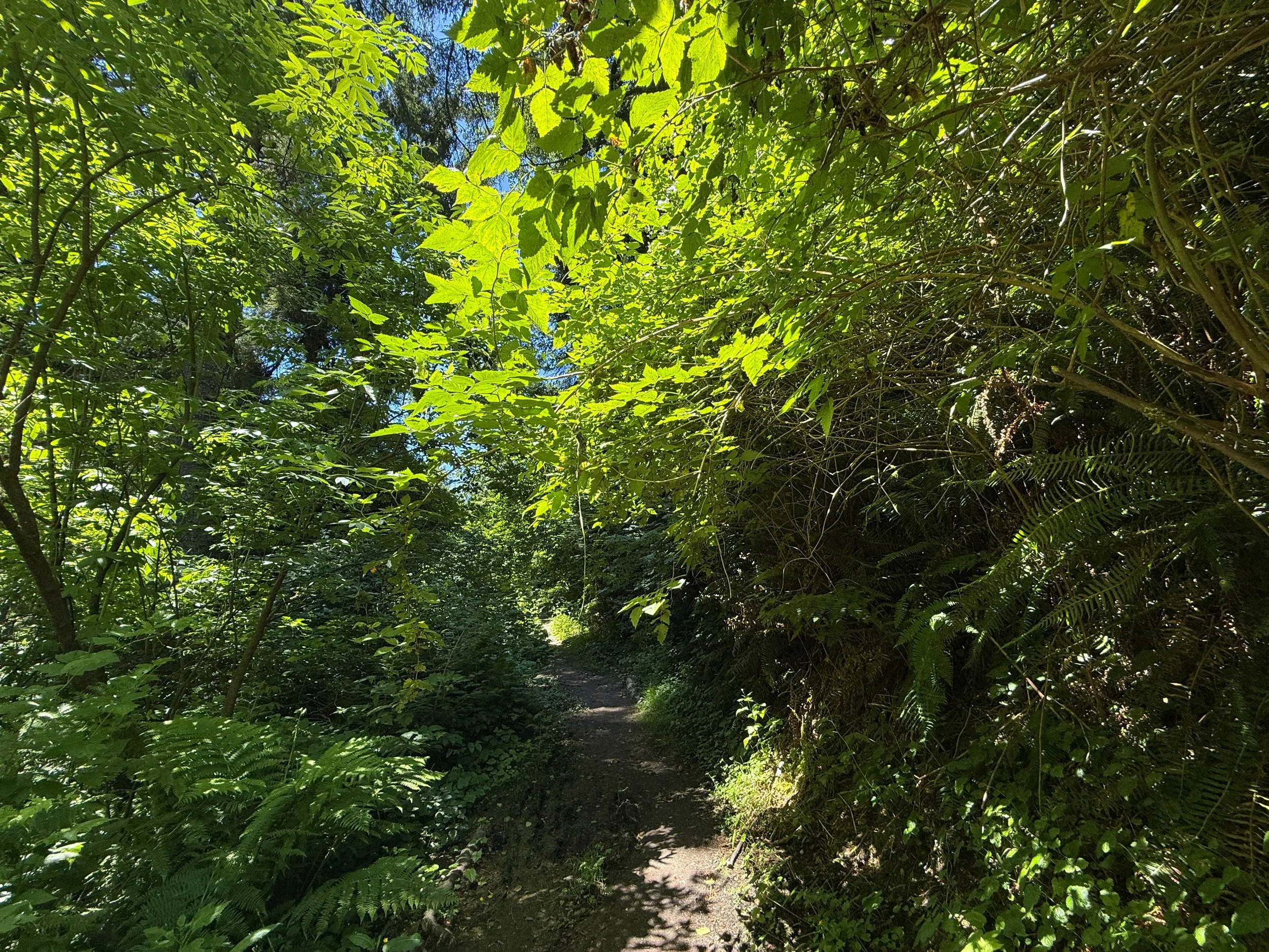 Ossagon Trail Prairie Creek Redwoods State Park California