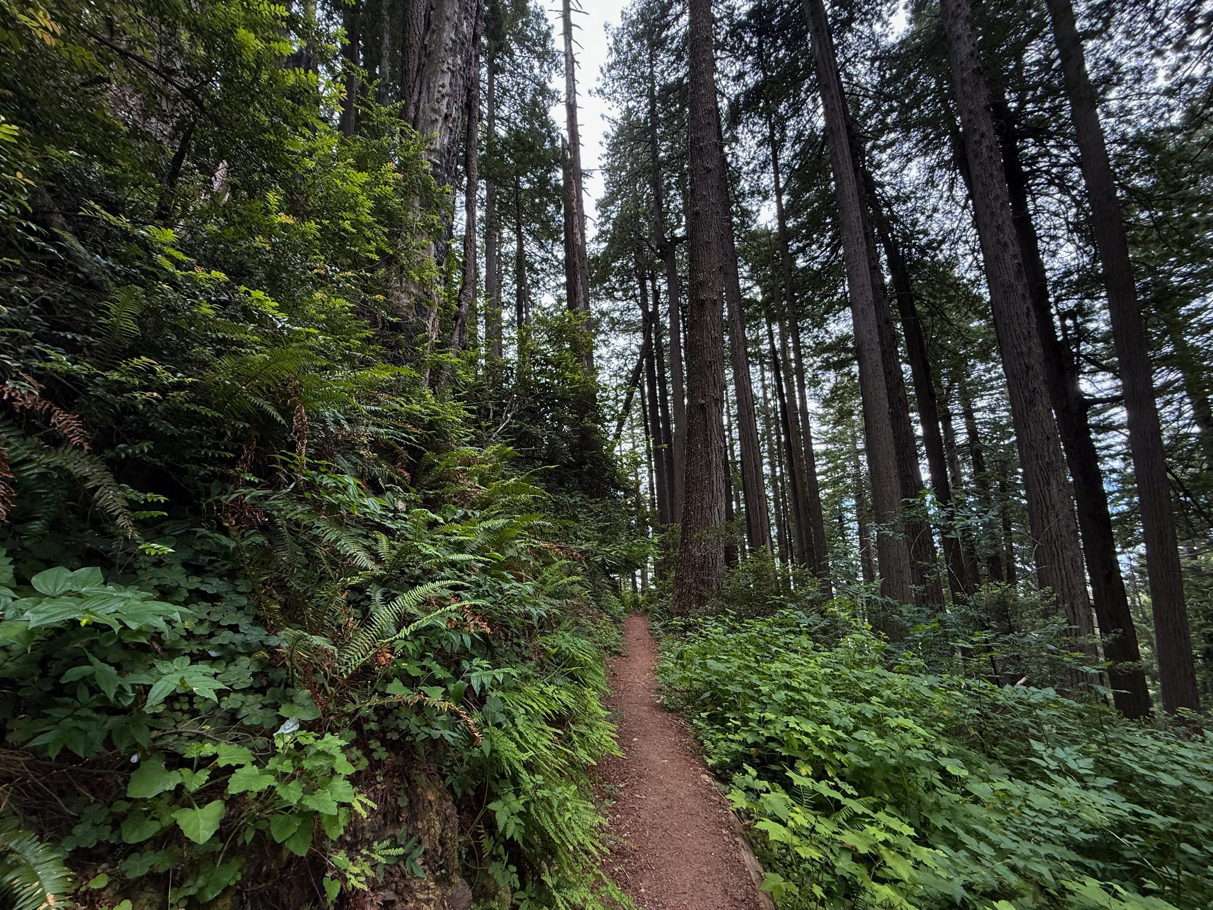 Damnation Creek Hike Del Norte Coast Redwoods State Park California