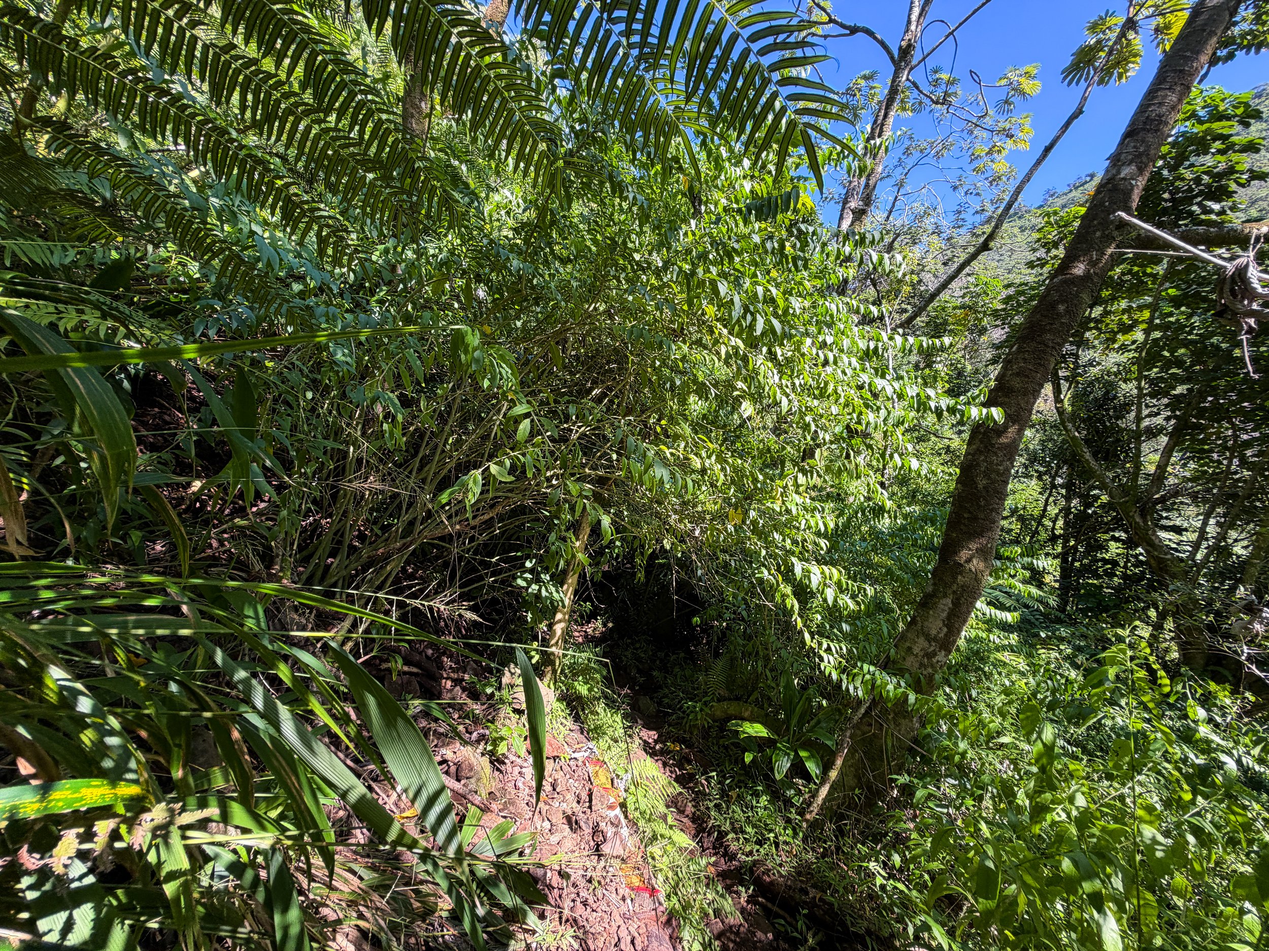 Kaau Crater Loop Hike Oahu Hawaii