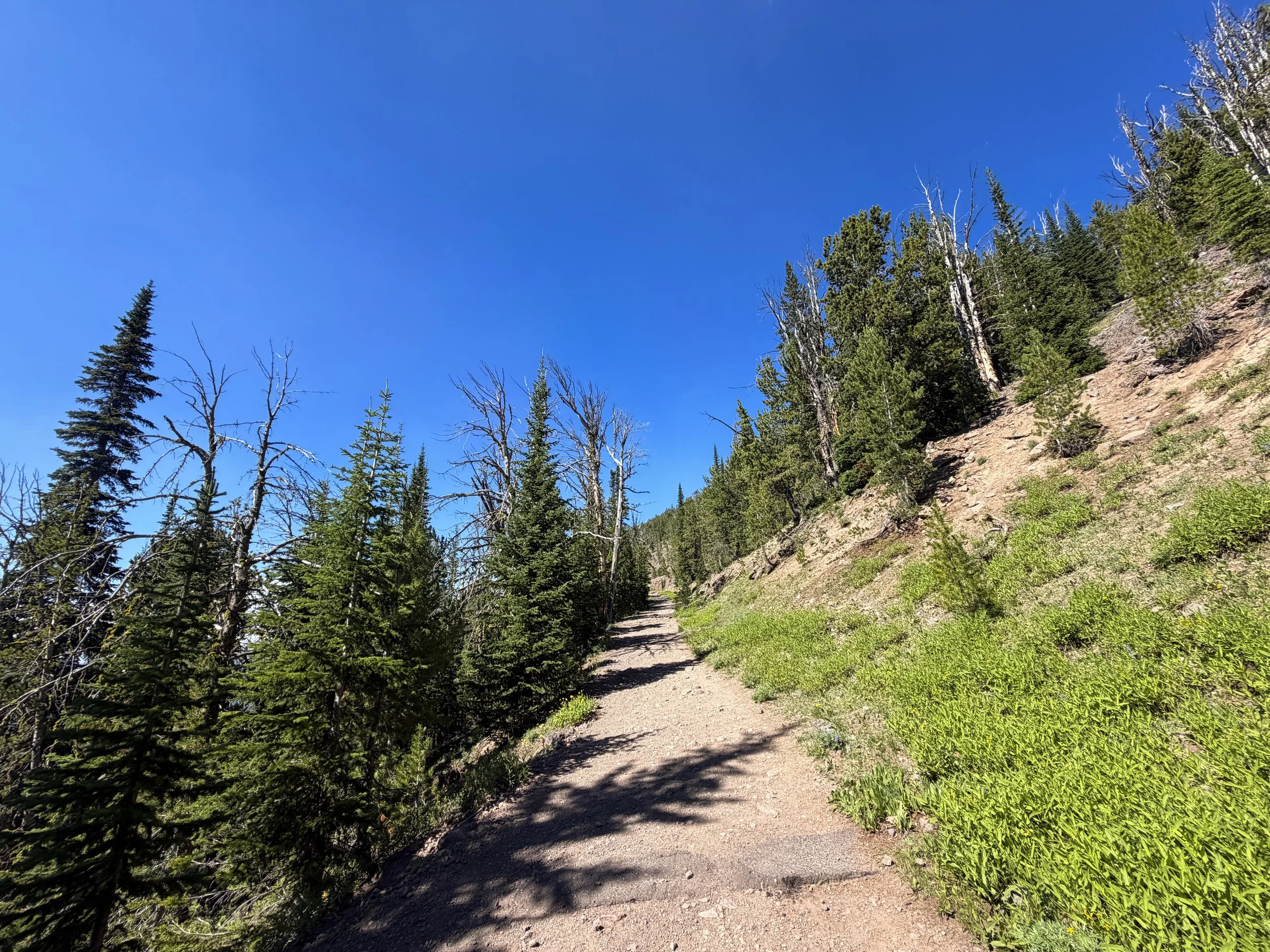 Mount Washburn Hike via Dunraven Pass Yellowstone National Park Wyoming