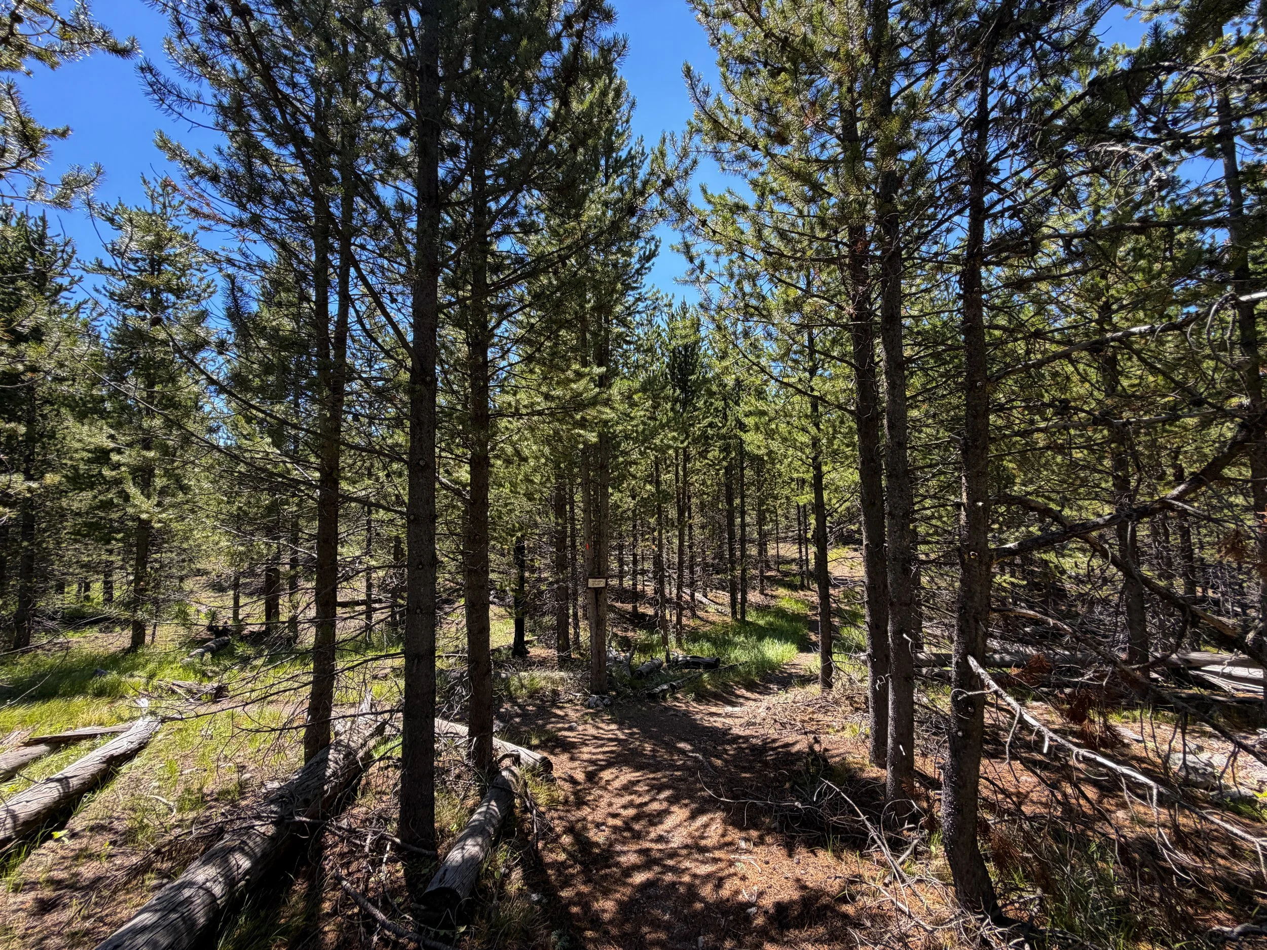 Fern Cascades Loop Trail Yellowstone National Park Wyoming