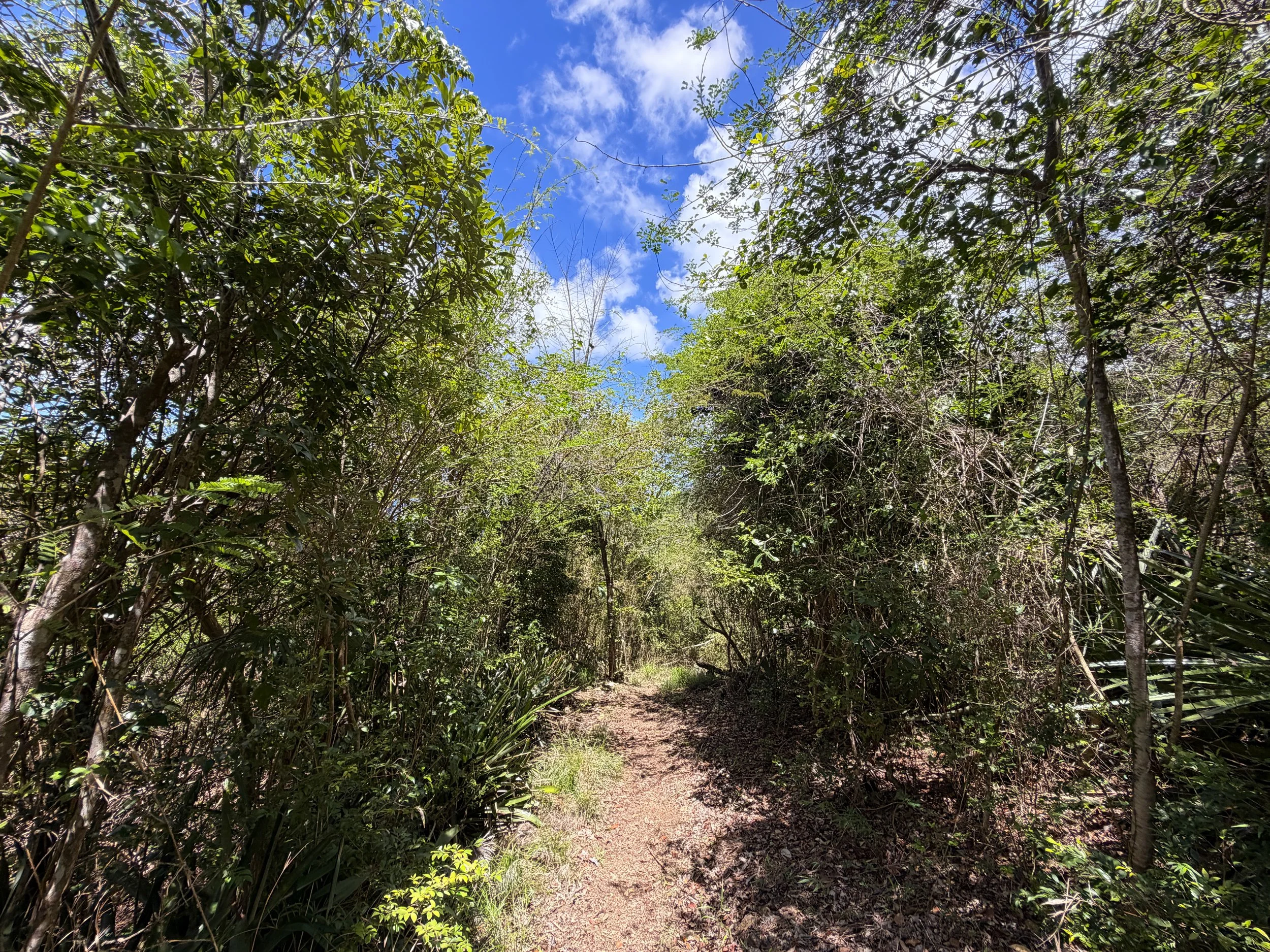 Caneel Hill Trail to North Shore Road Virgin Islands National Park