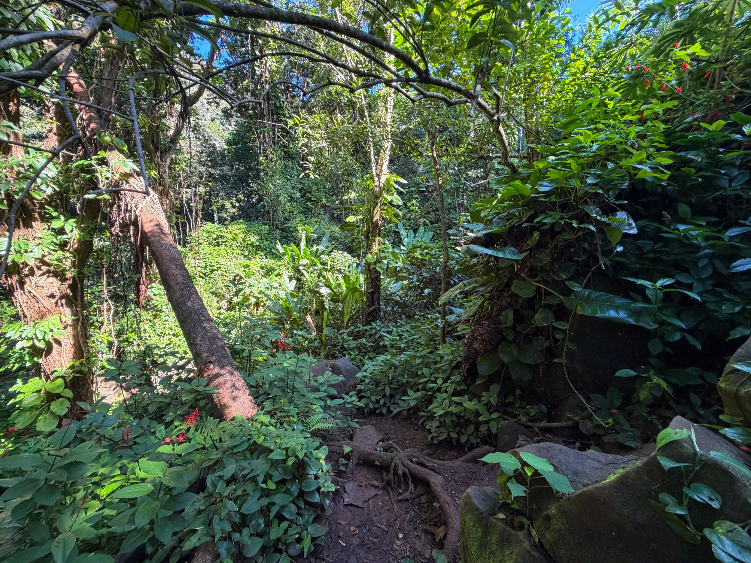 Kaau Crater Trail Oahu Hawaii
