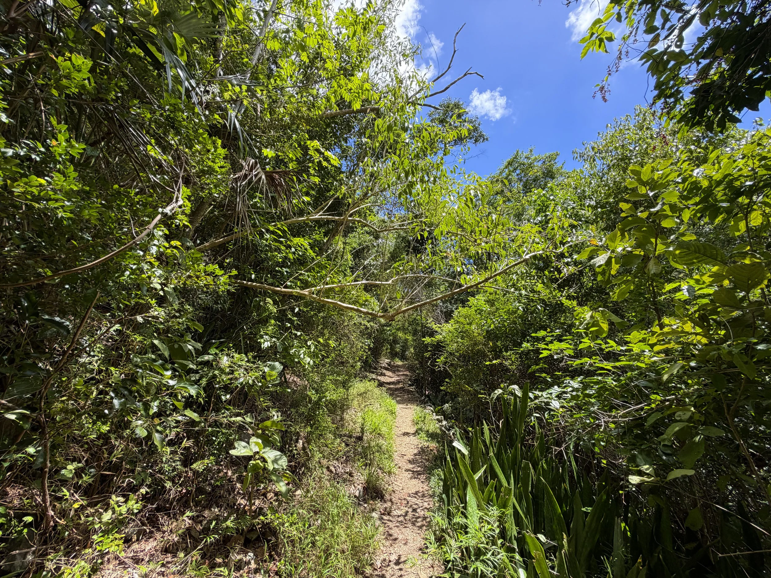 Reef Bay Trail Virgin Islands National Park