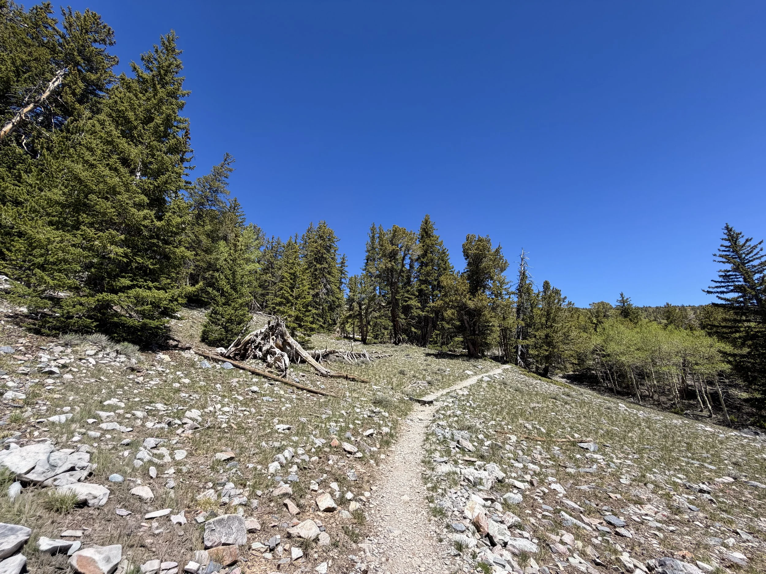 Wheeler Peak Trail Great Basin National Park Nevada