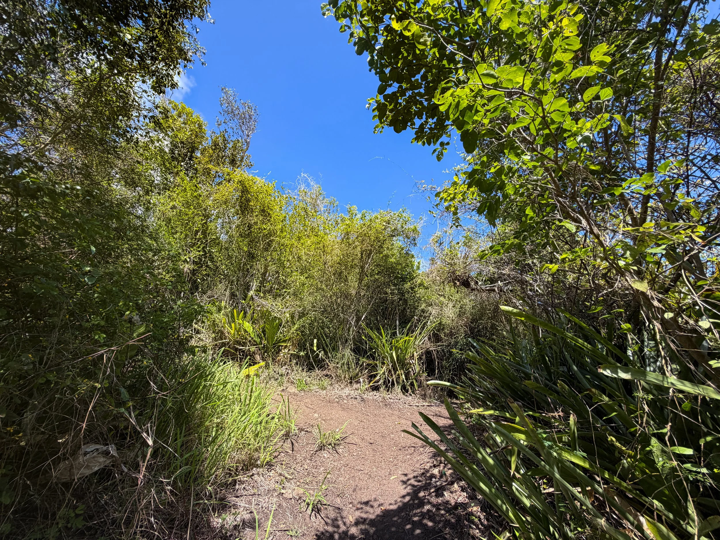 Caneel Hill Trail Virgin Islands National Park