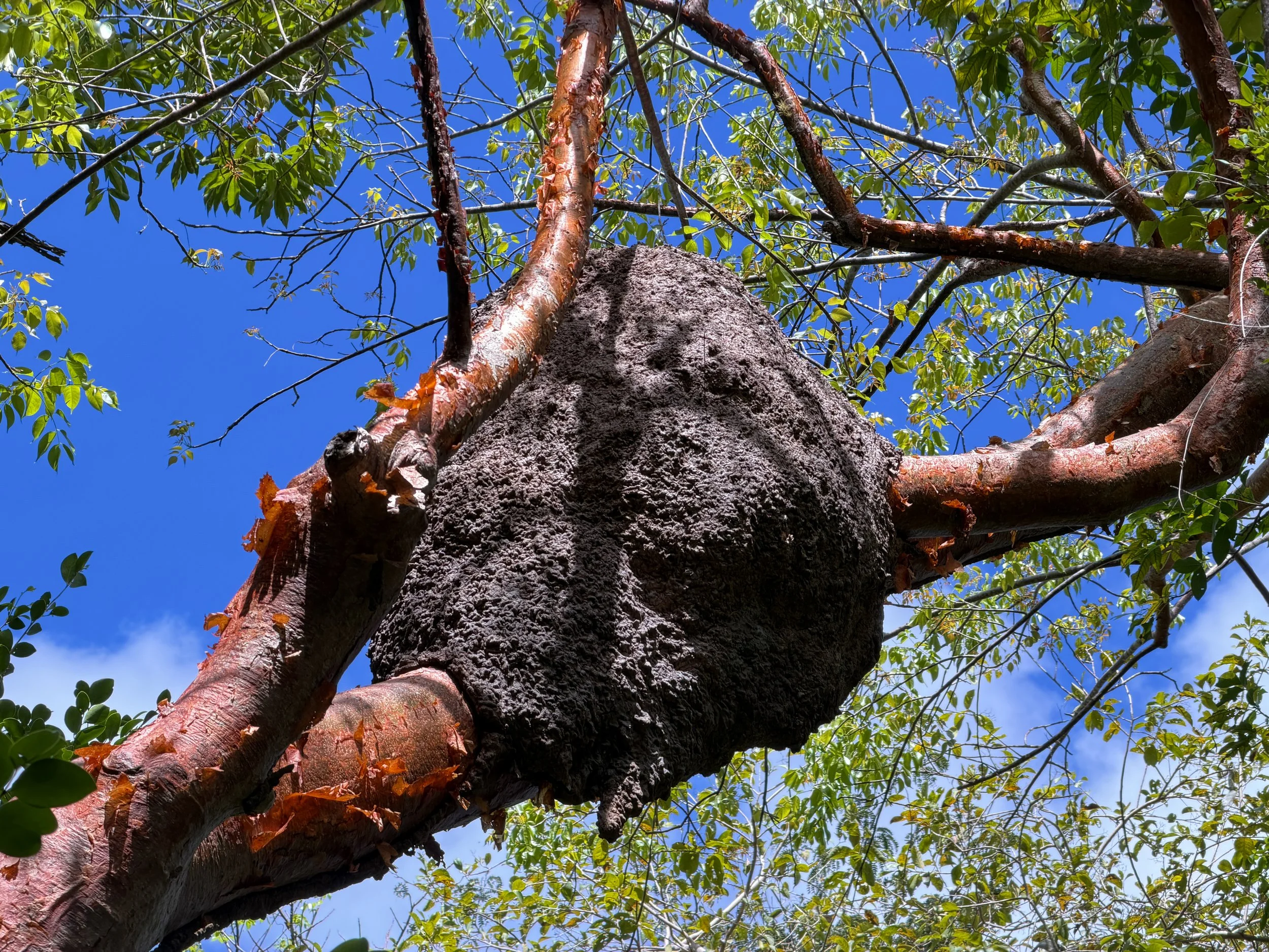 Arboreal Termites Nasutitermes corniger