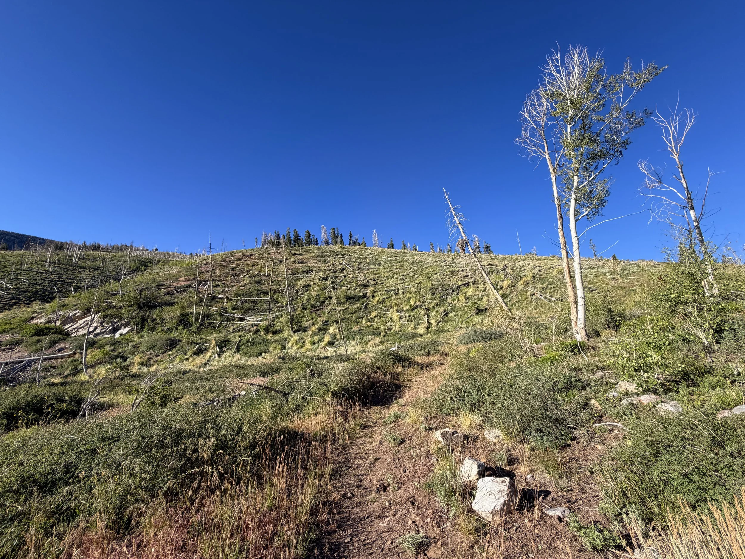 Upper Strawberry Trail Great Basin National Park Nevada